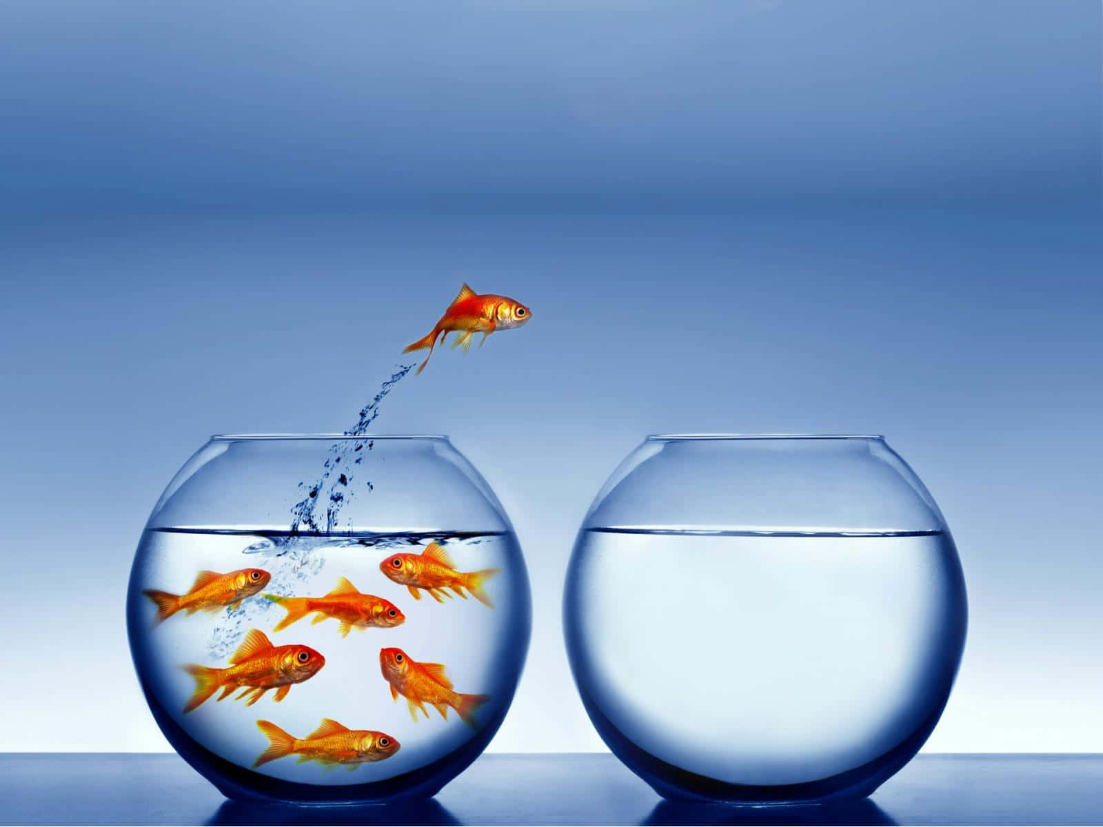 3d fish, goldfish, underwater world, HD Desktop Wallpaper