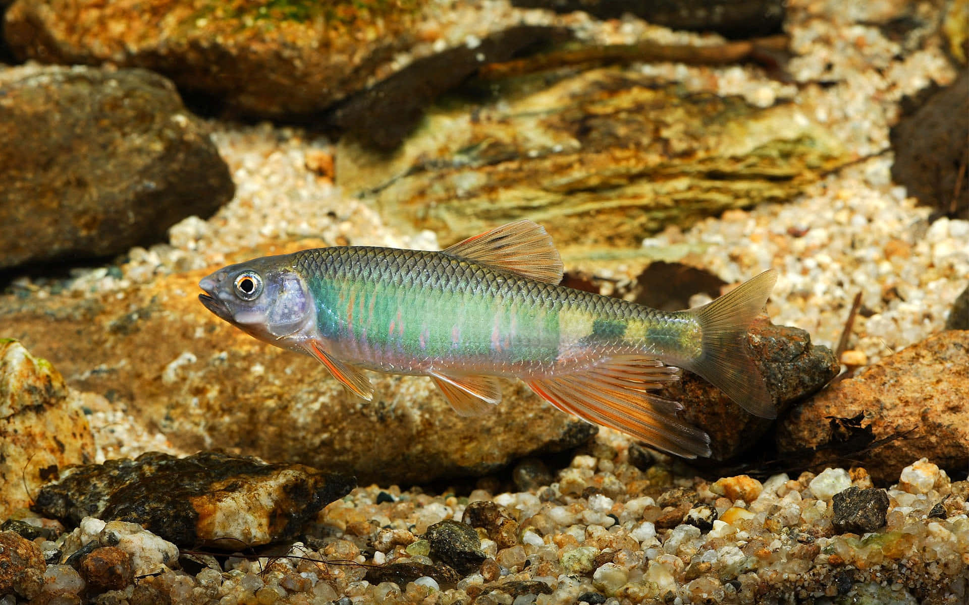 3D Fish, rainbow darter fish, gravel, Full HD Desktop Wallpaper