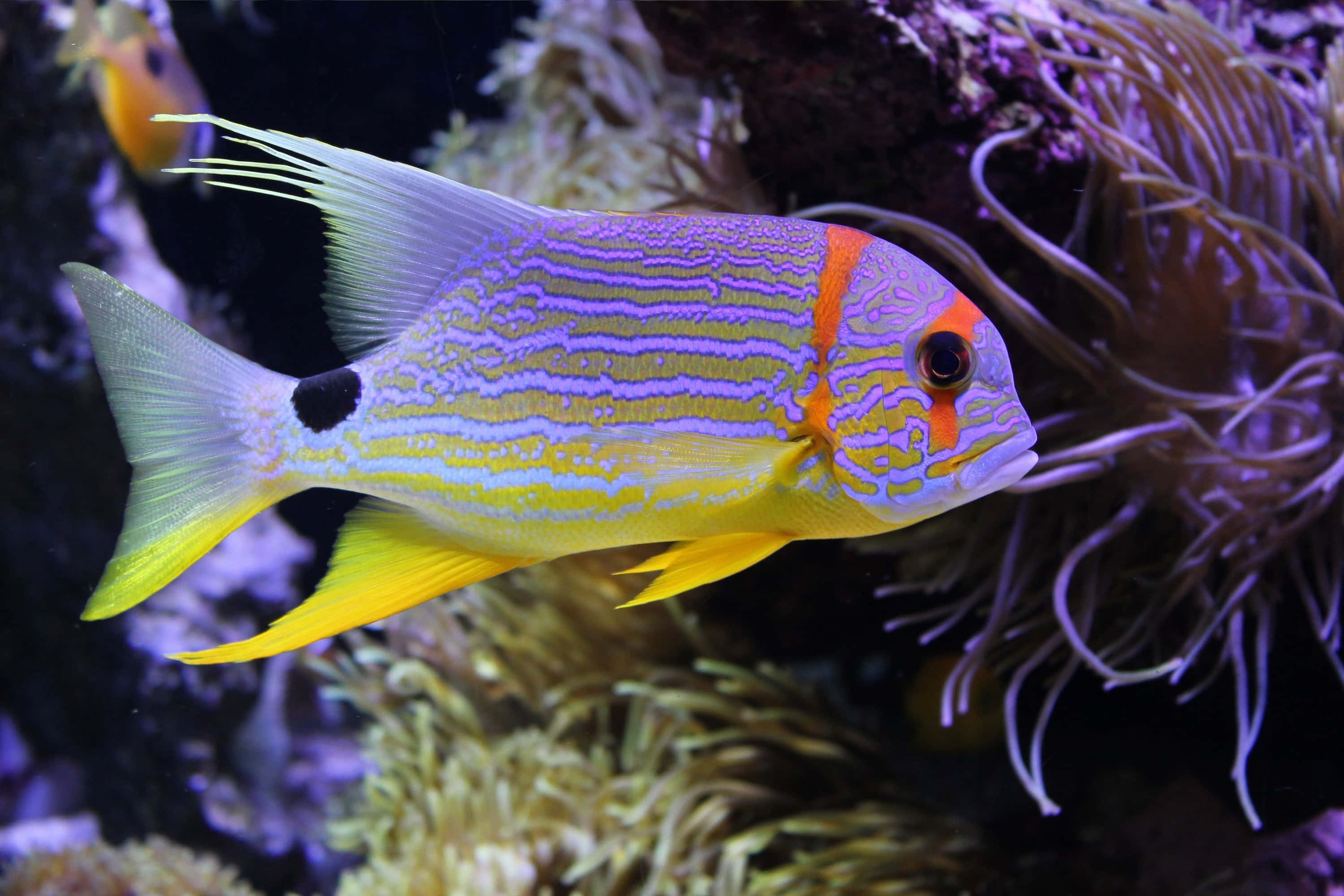 3d fish 3000 x 2000 wallpaper, vibrant yellow and purple striped fish, orange accents, 2K Desktop Wallpaper