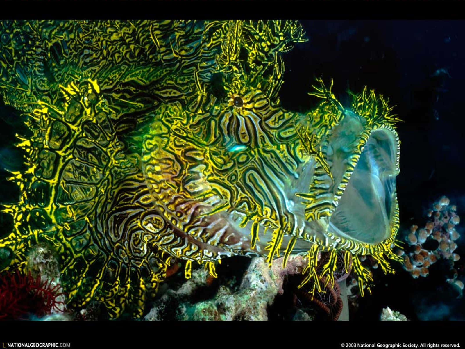 3d fish, lionfish, yellow and black stripes, HD Desktop Wallpaper