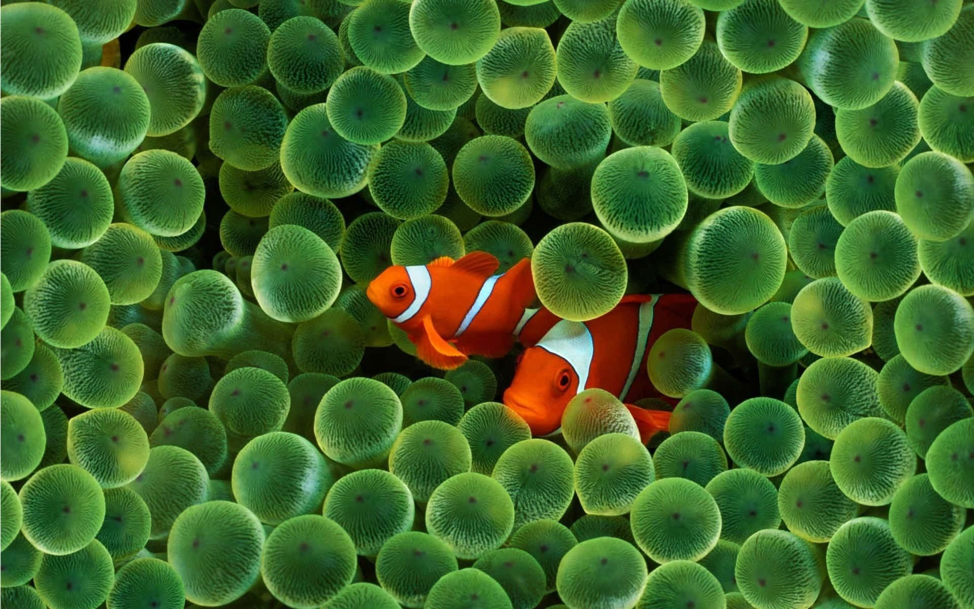 3d fish, orange clownfish, white stripes, Full HD Desktop Wallpaper