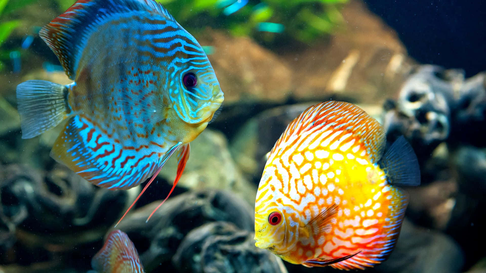 3D fish, discus fish, rocky aquarium decor, Full HD Desktop Wallpaper