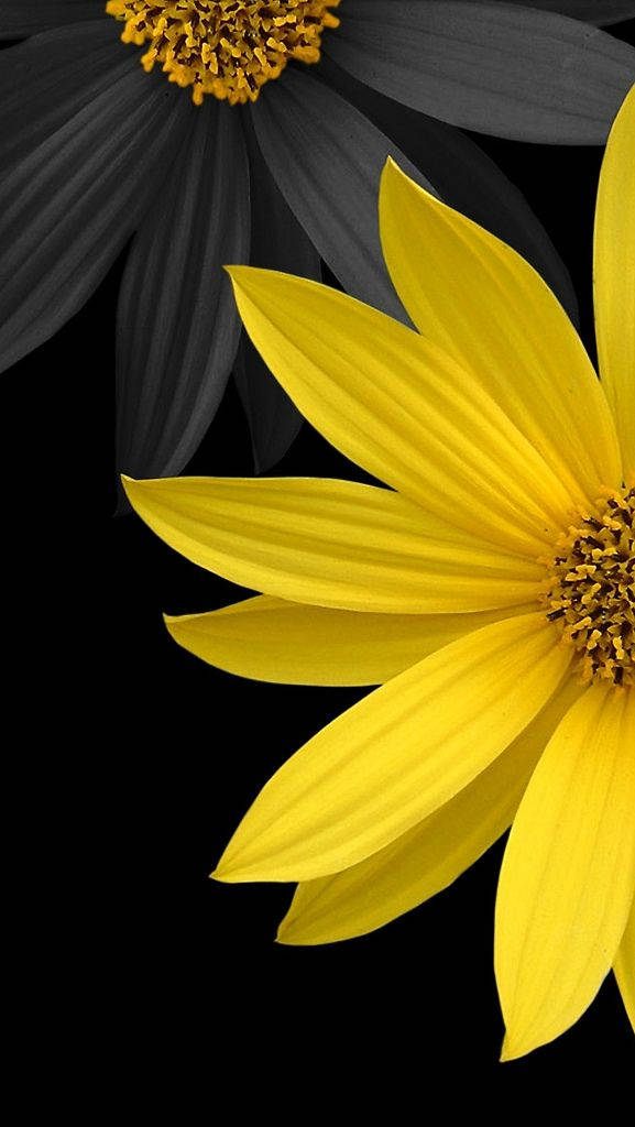 3d phone, black, yellow sunflowers, SD Phone Wallpaper