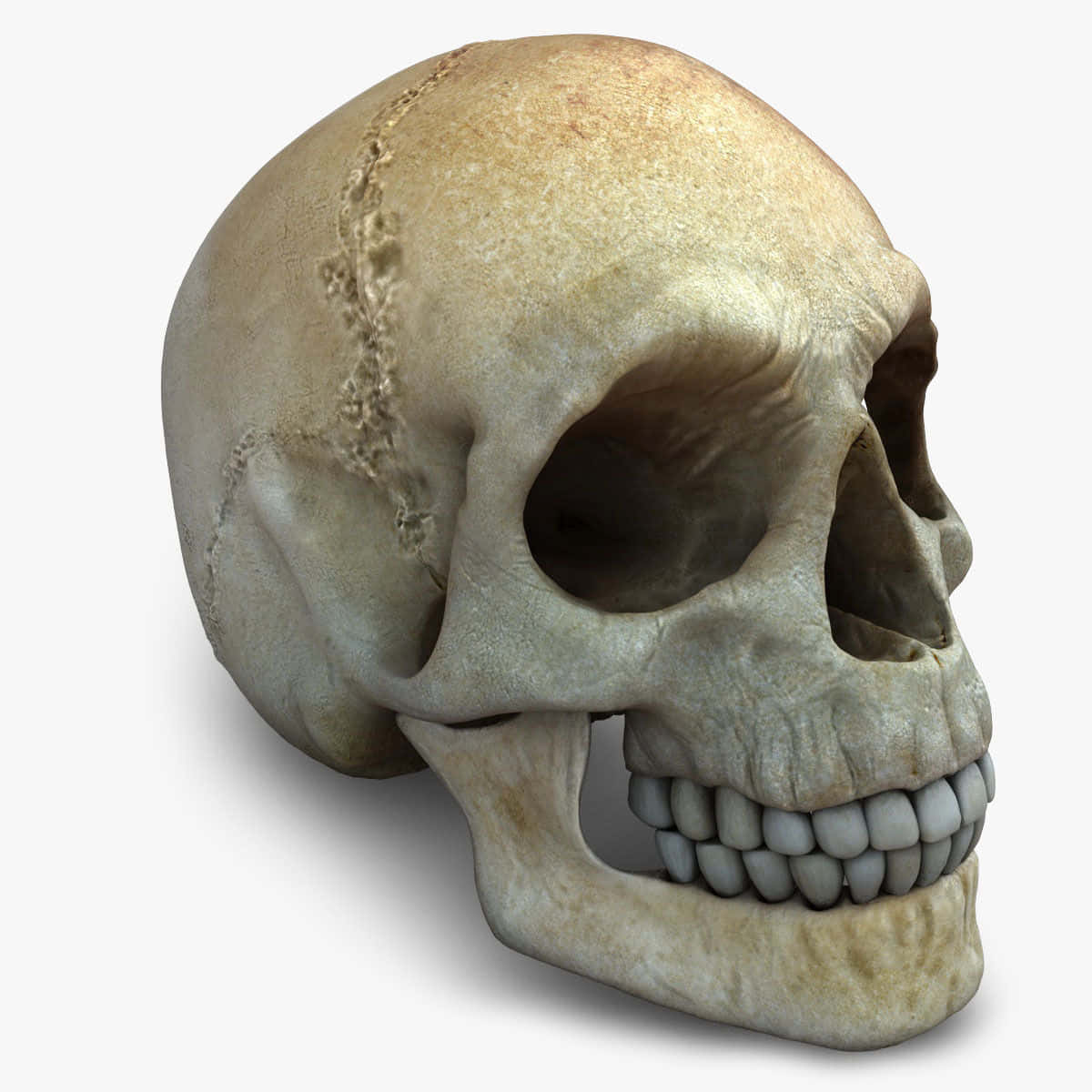 3d skull, human skull, sutures, SD Desktop Wallpaper