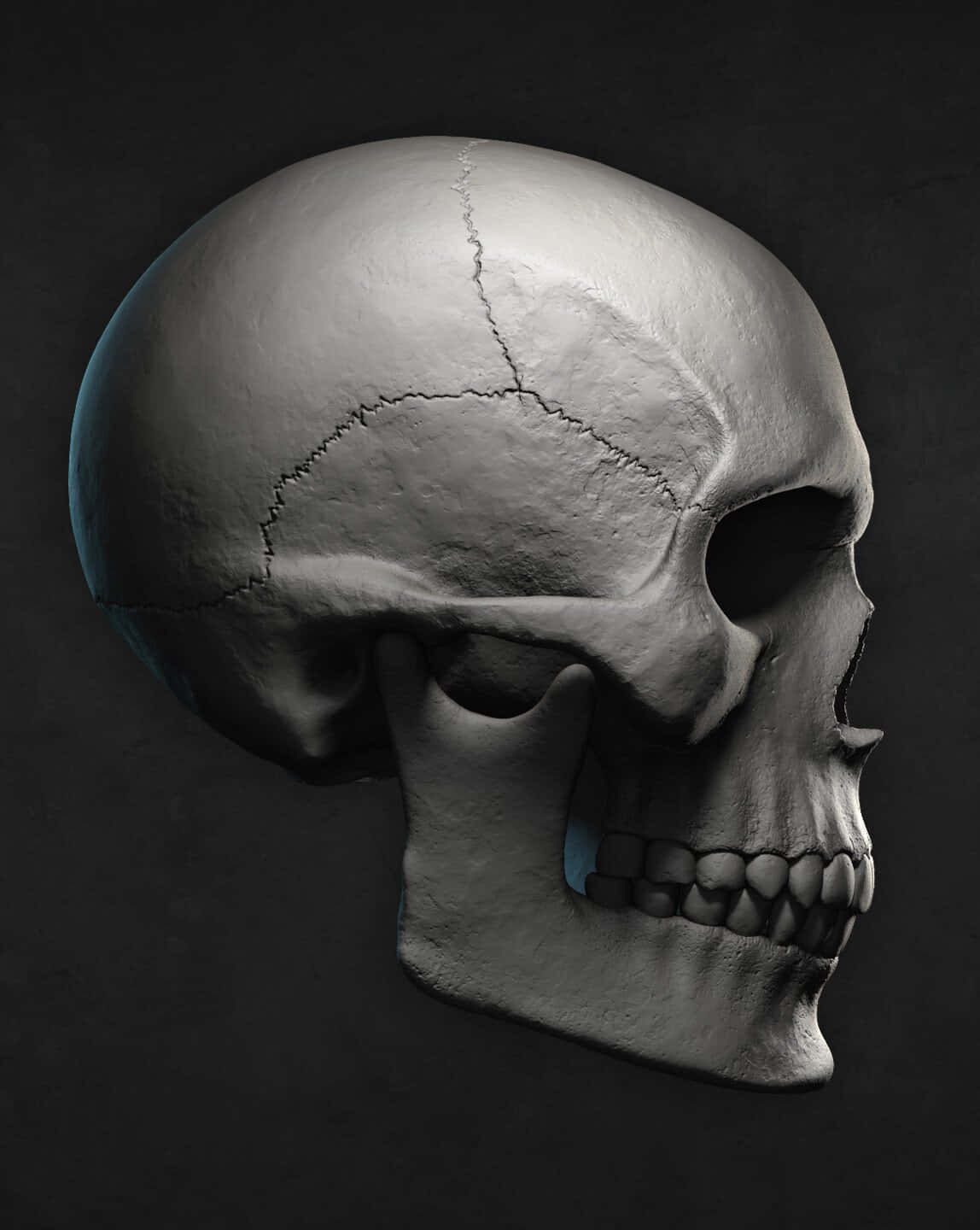 3d skull, 1148 x 1440, human skull, HD Phone Wallpaper