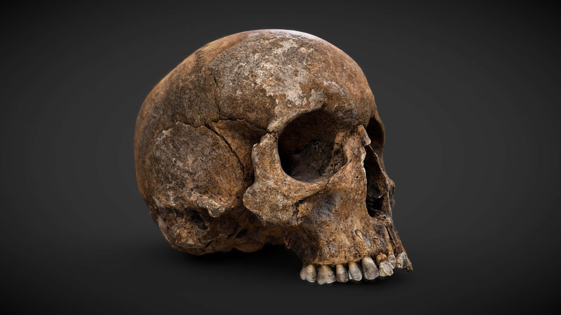 3d skull, human skull, teeth, Full HD Desktop Wallpaper