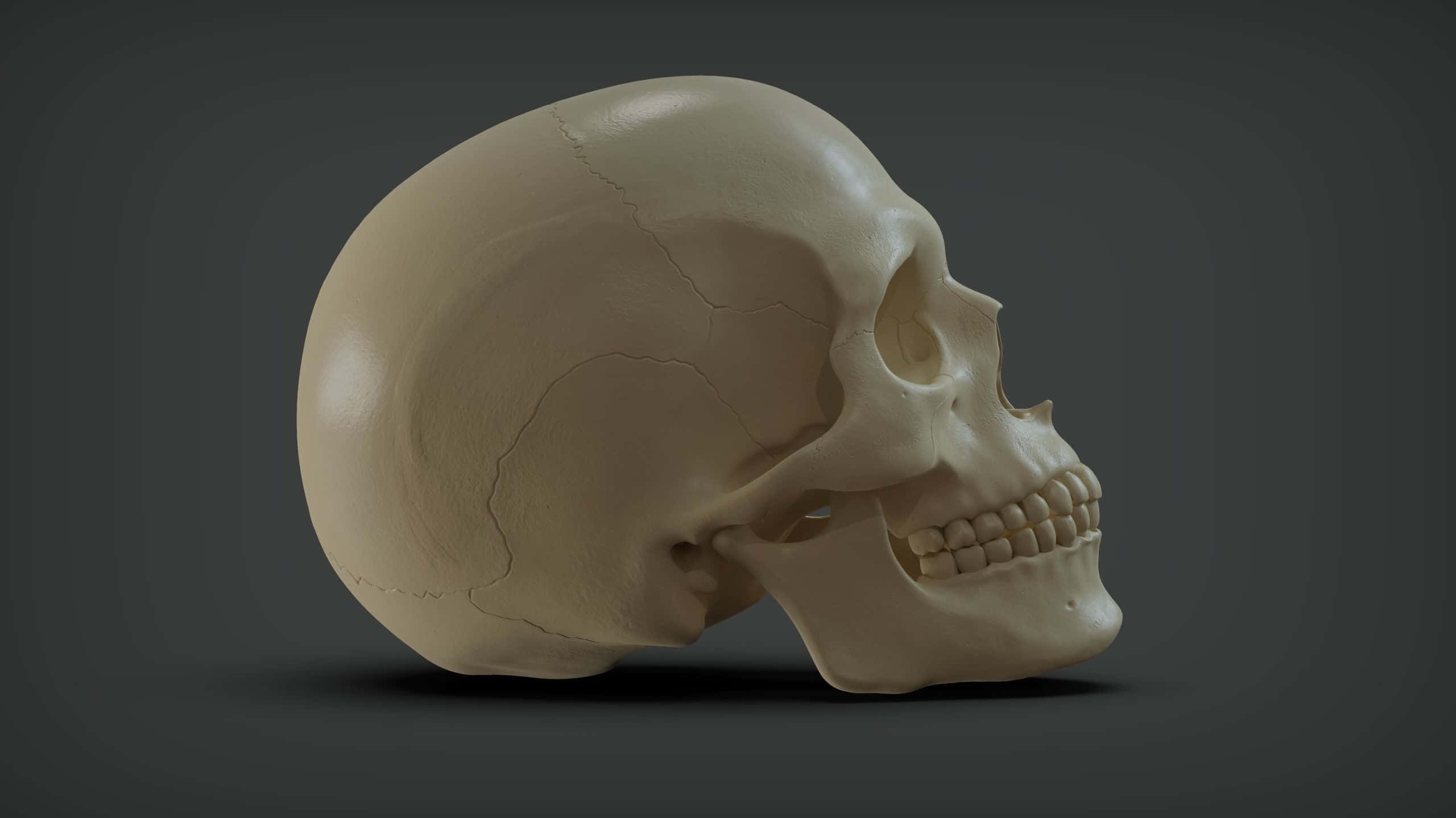3d skull, beige tone, profile, 2K Desktop Wallpaper