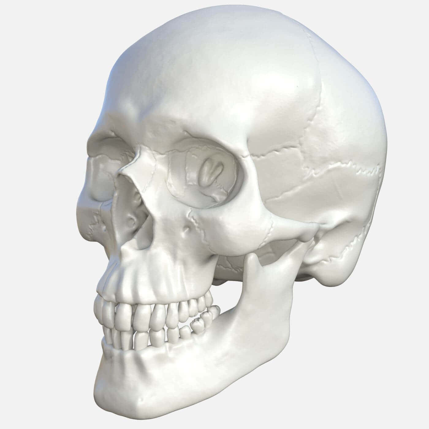 3d skull, white, human skull, HD Desktop Wallpaper