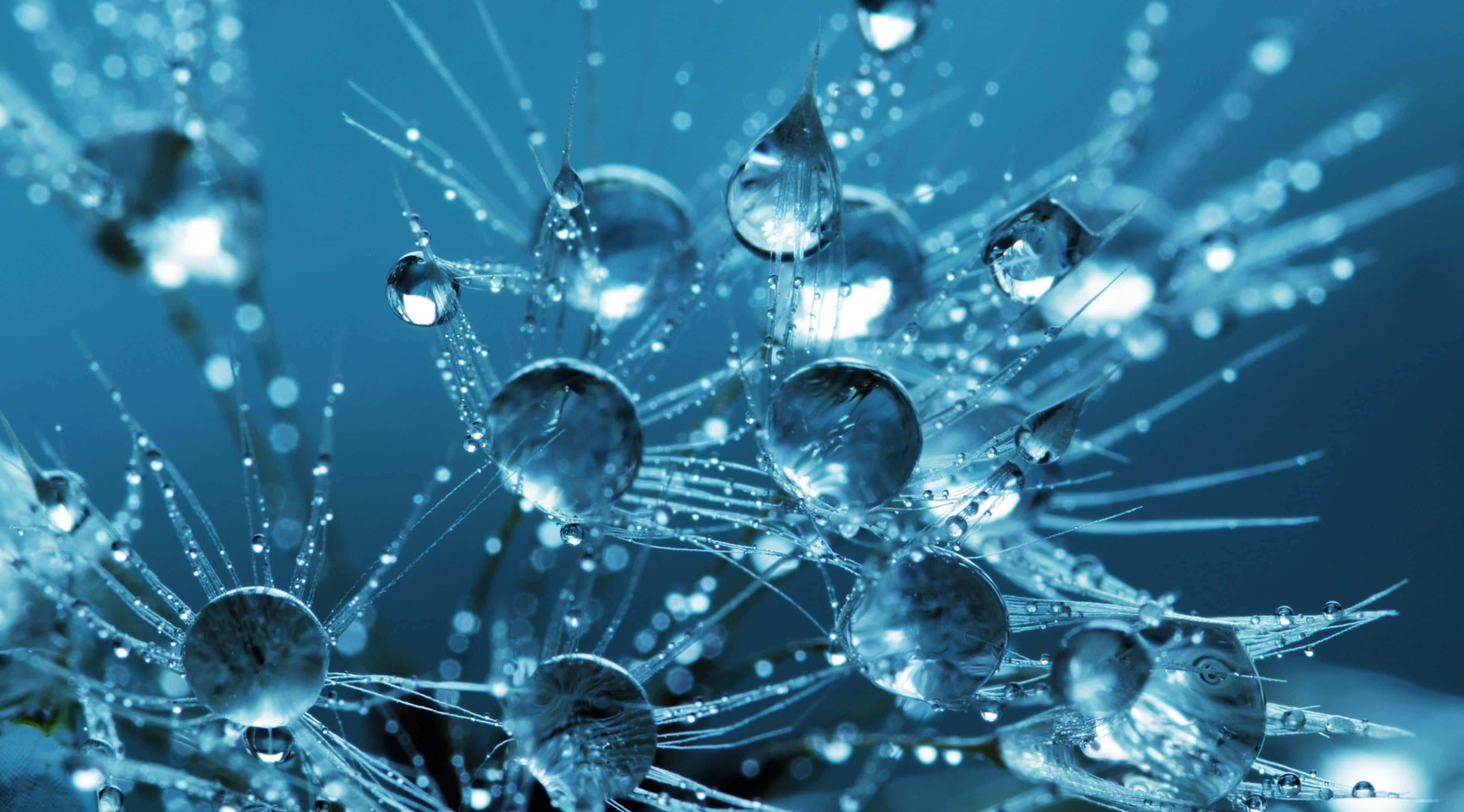 3d water, dandelion fluff, glistening water droplets, 2K Desktop Wallpaper