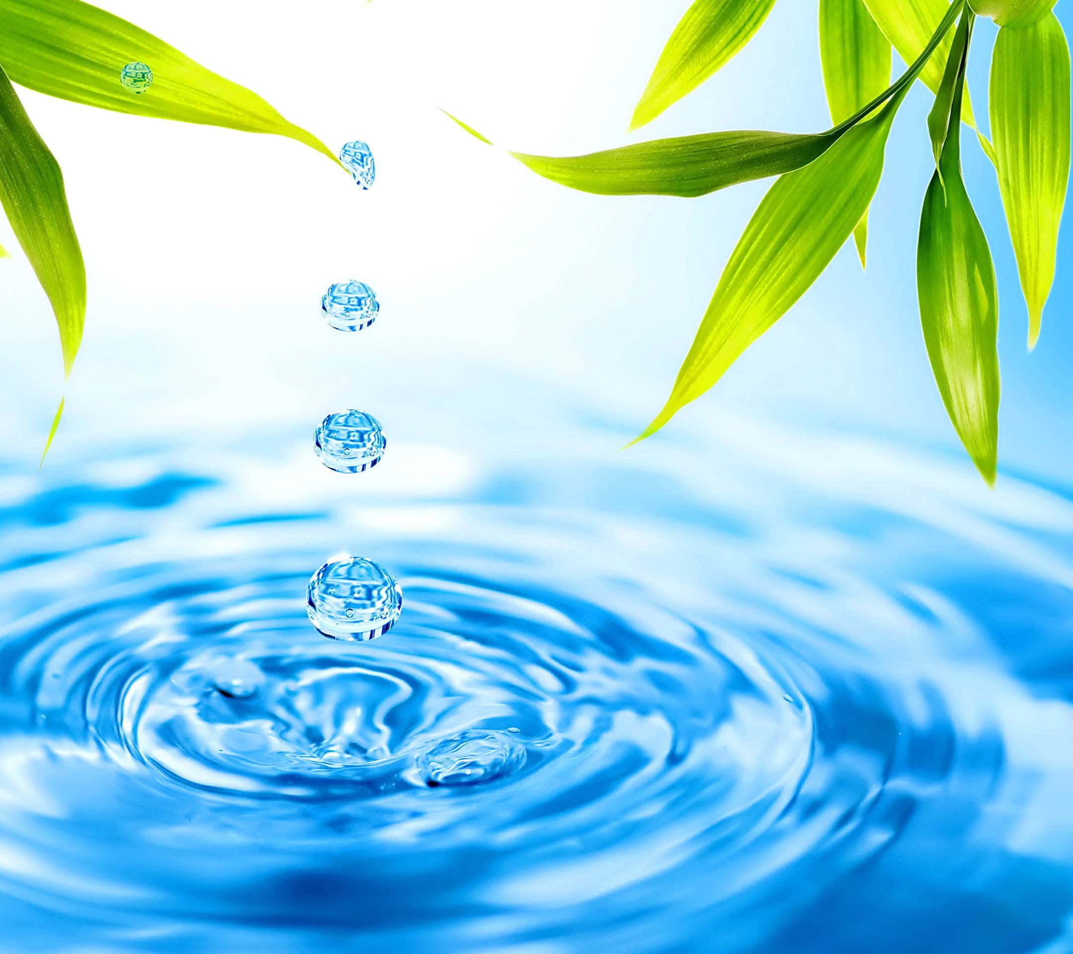 3d water, crystal clear water droplet, vibrant green bamboo leaves, Full HD Desktop Wallpaper