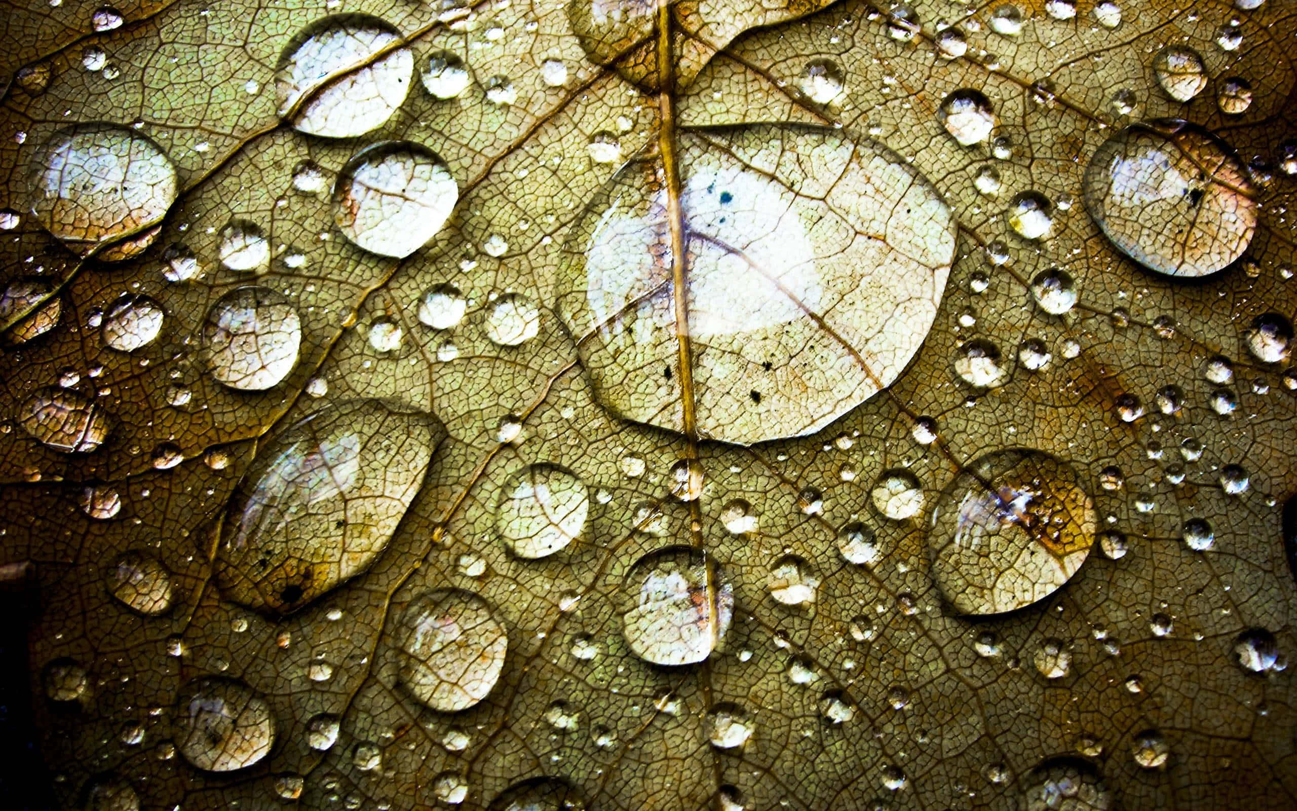 3D Water Simulation, glistening water droplets, intricate veins, 2K Desktop Wallpaper