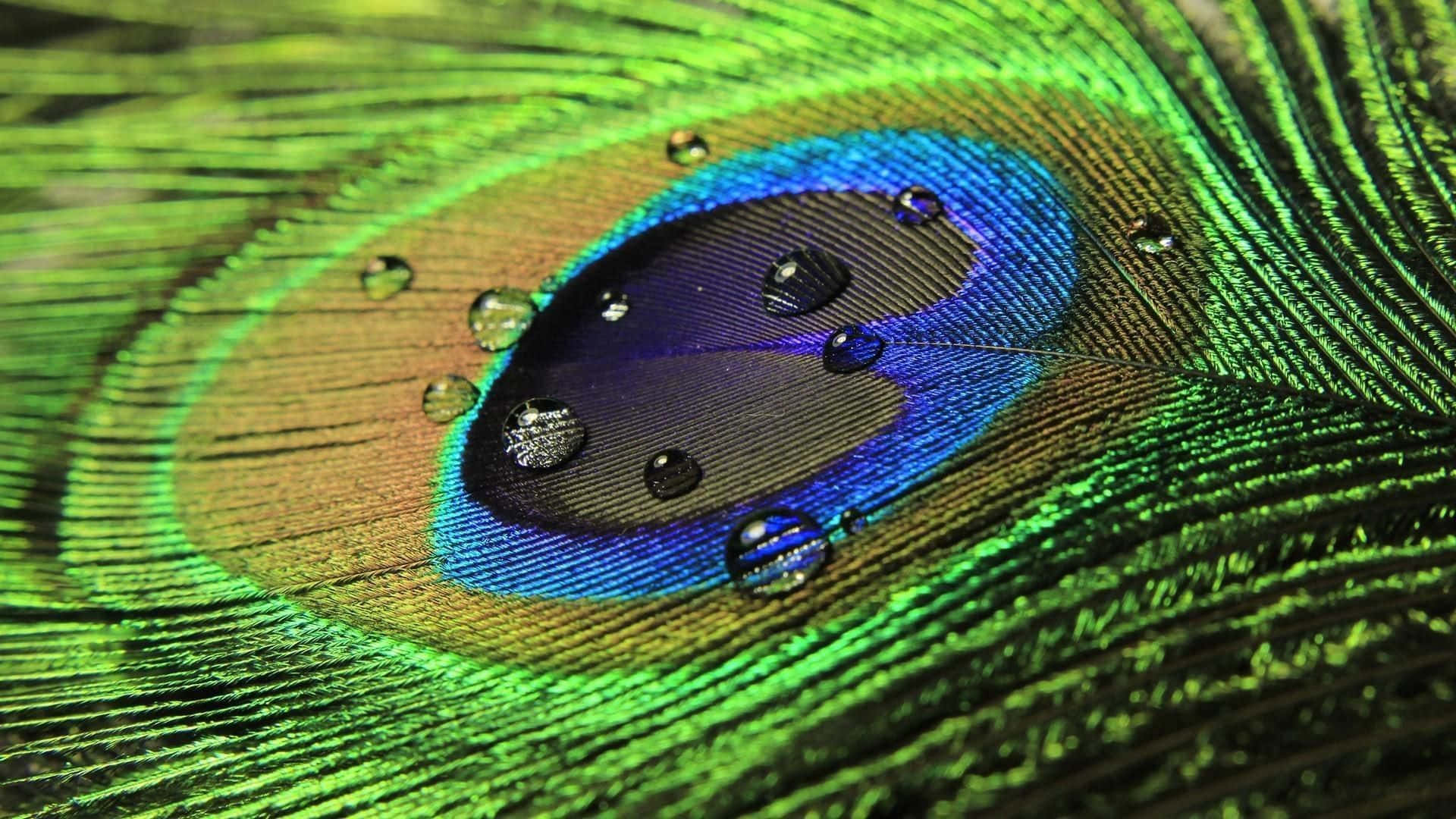 3d water, peacock feather, green blue, Full HD Desktop Wallpaper