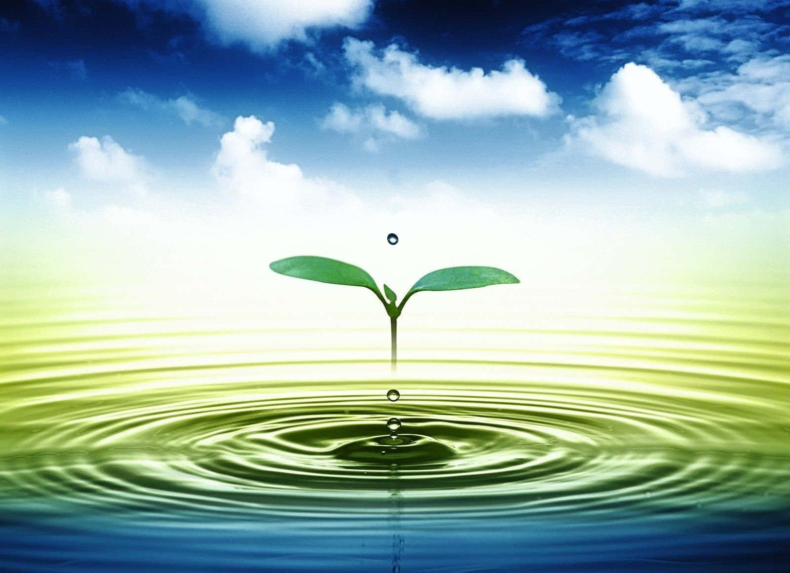 3d water, vibrant green sprout, water ripples, HD Desktop Wallpaper