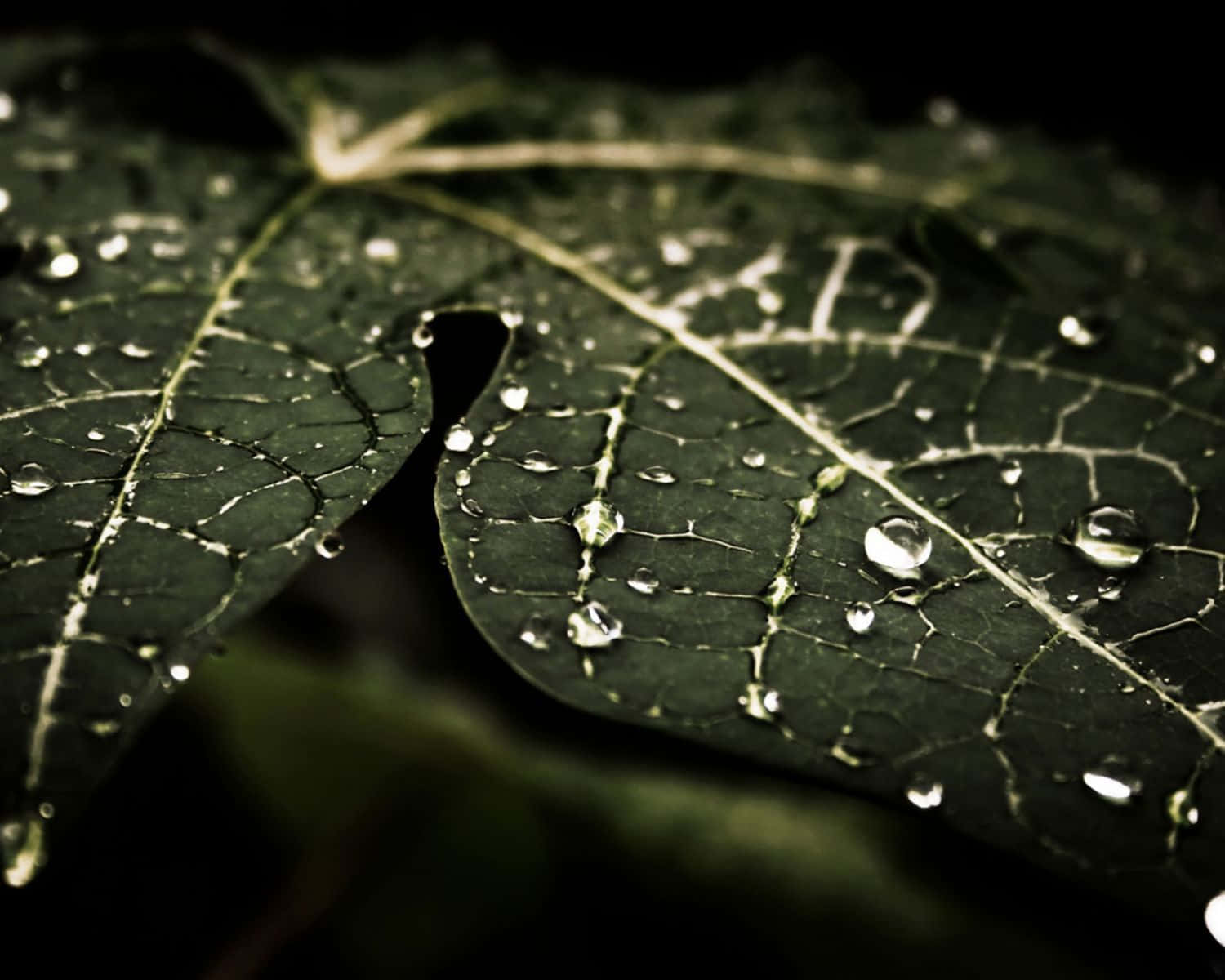 3d water, 1500 x 1200 wallpaper, glistening water droplets, HD Desktop Wallpaper