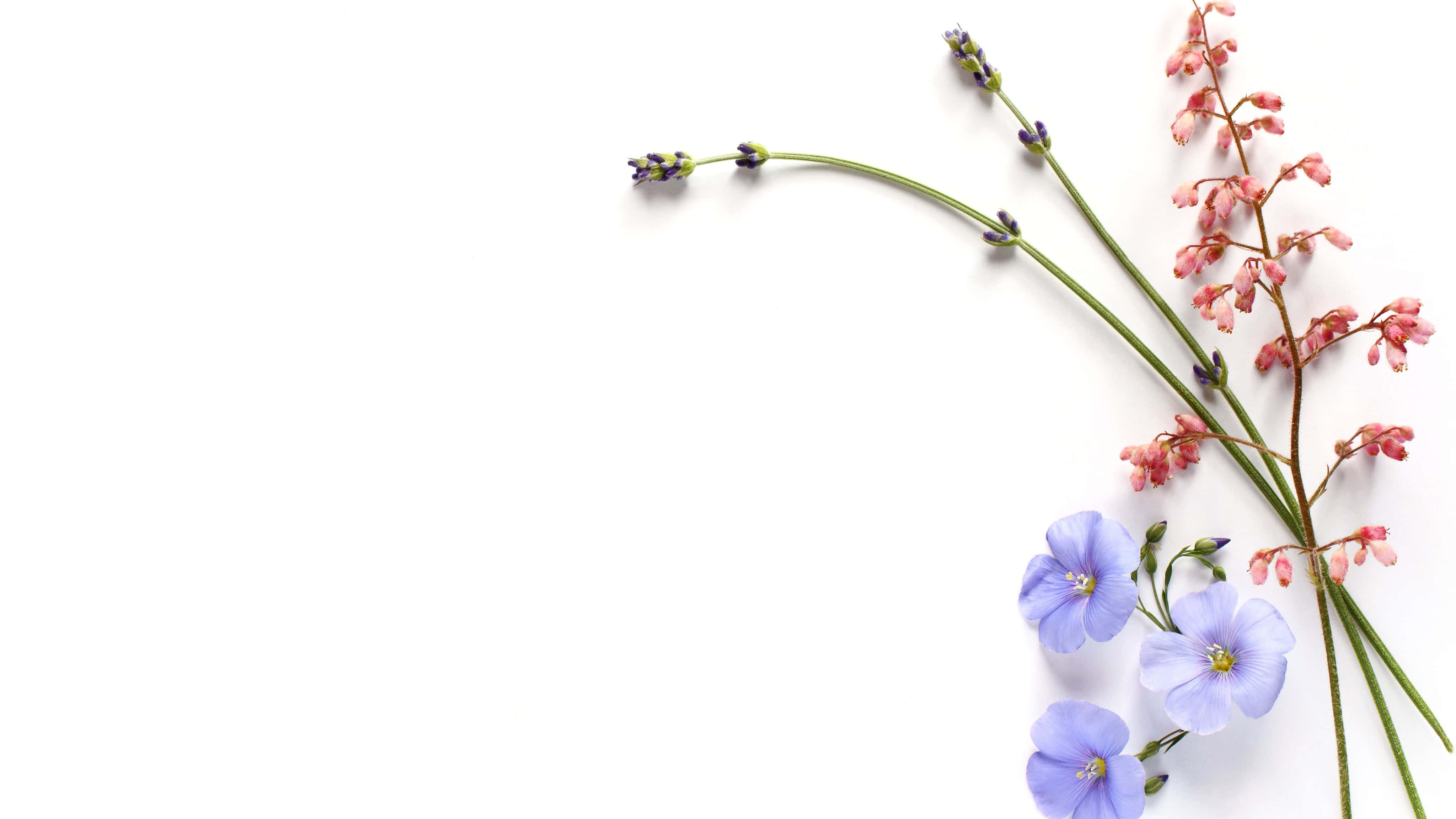 4096x2304, lavender sprigs, pink blossoms, 4K Desktop Wallpaper