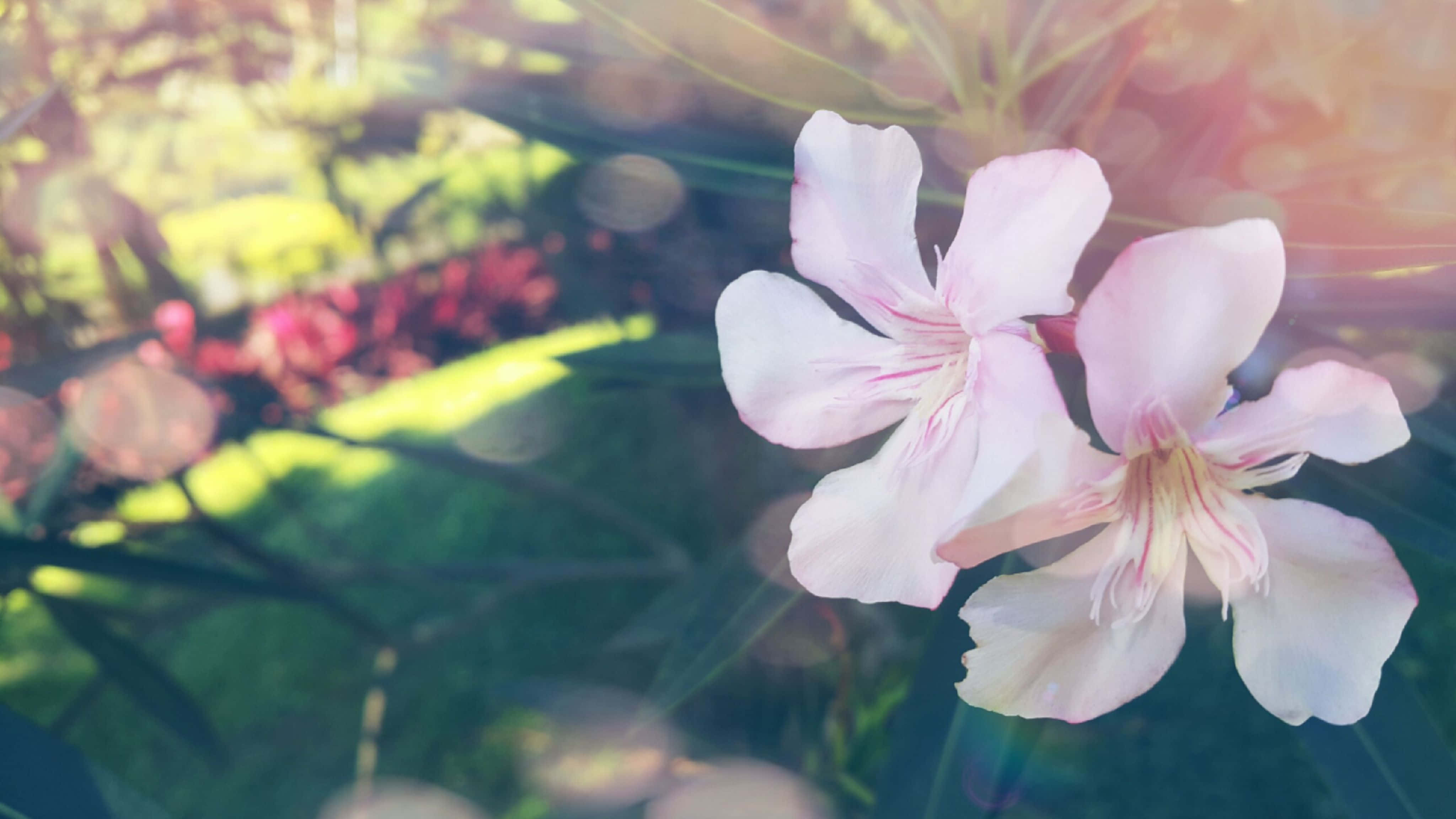 4096x2304, soft pink flowers, warm sunlight, 4K Desktop Wallpaper