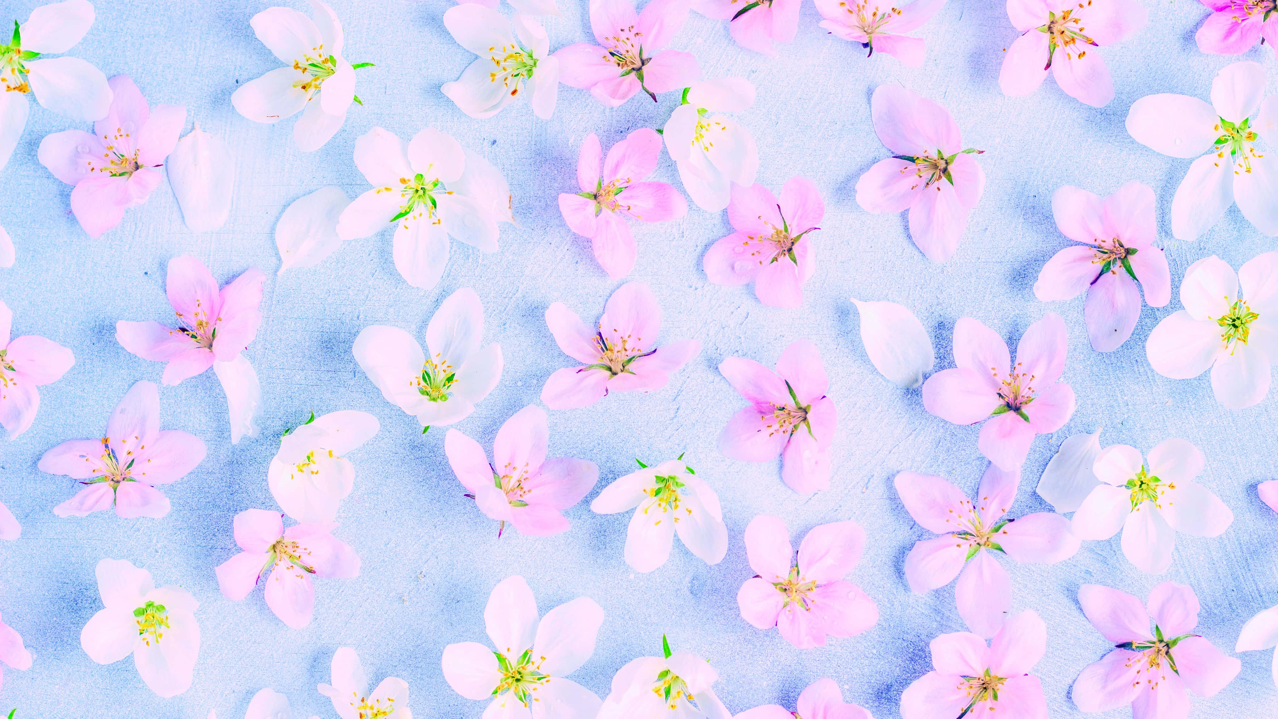 4096x2304, soft pink cherry blossoms, textured light blue surface, 4K Desktop Wallpaper