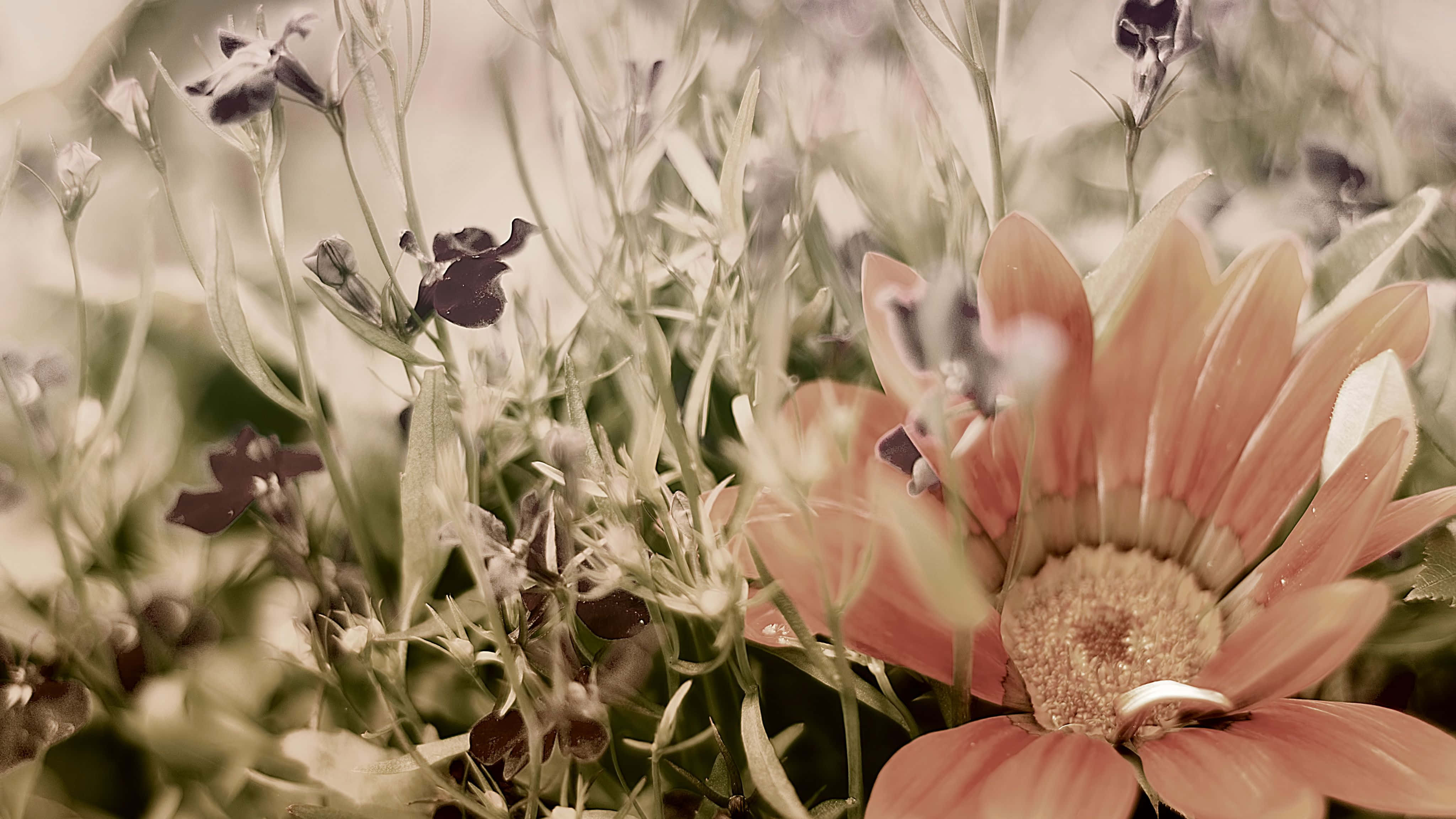 peach-colored daisy, delicate petals, blurred green stems, 4K Desktop Wallpaper