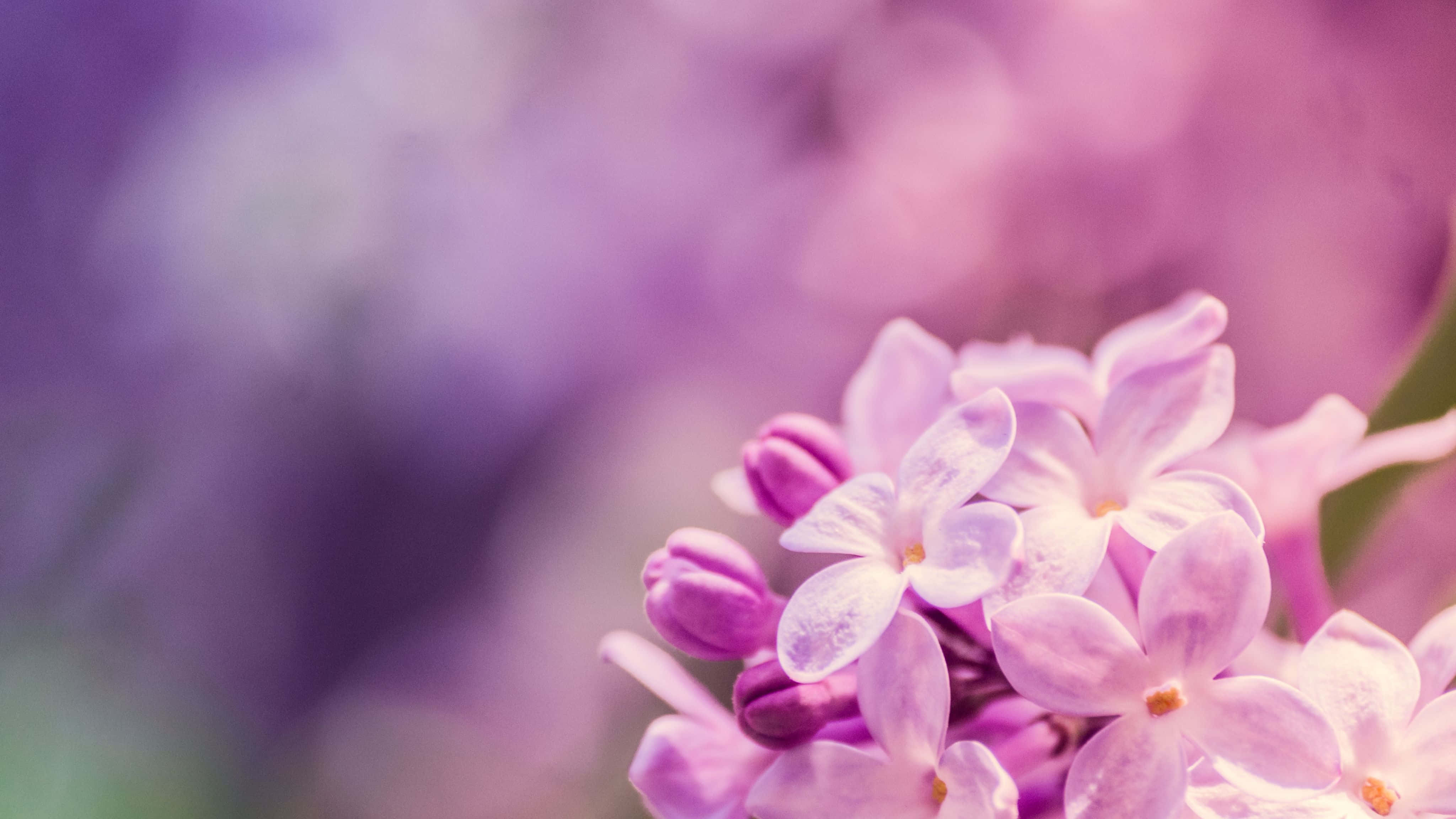 4096x2304, soft pink, purple lilac, 4K Desktop Wallpaper
