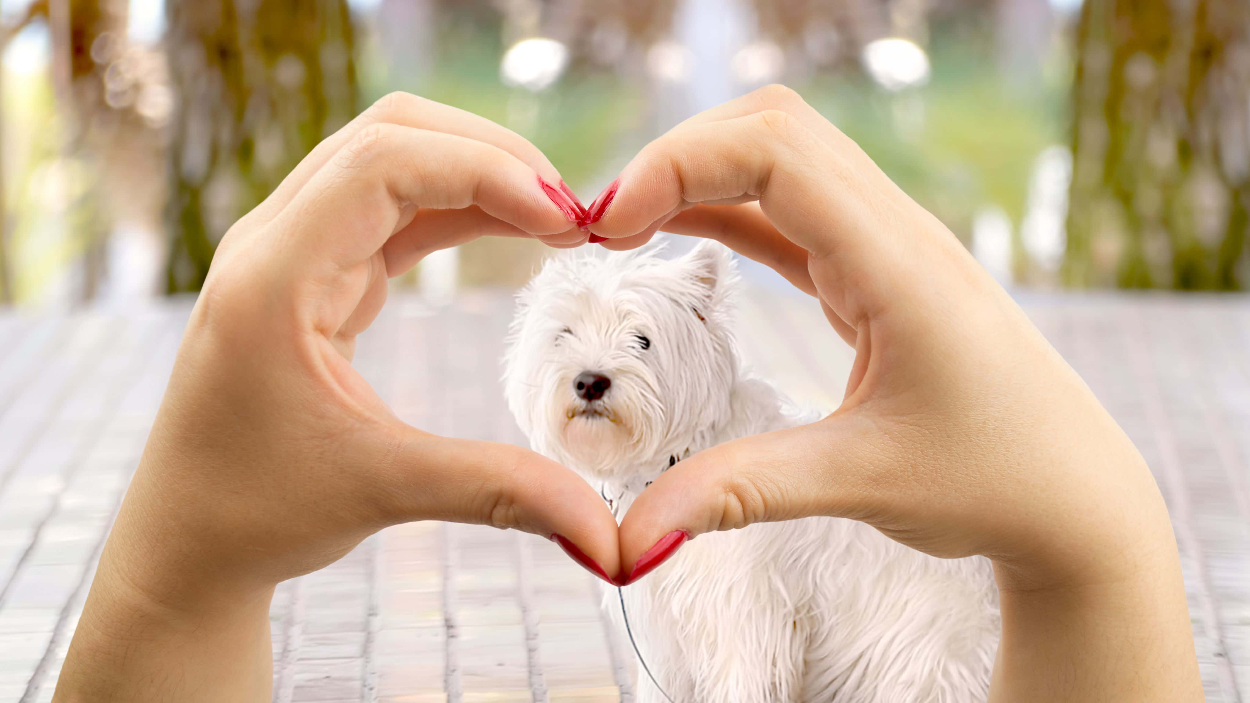 4096x2304, white dog, tiled path, 4K Desktop Wallpaper