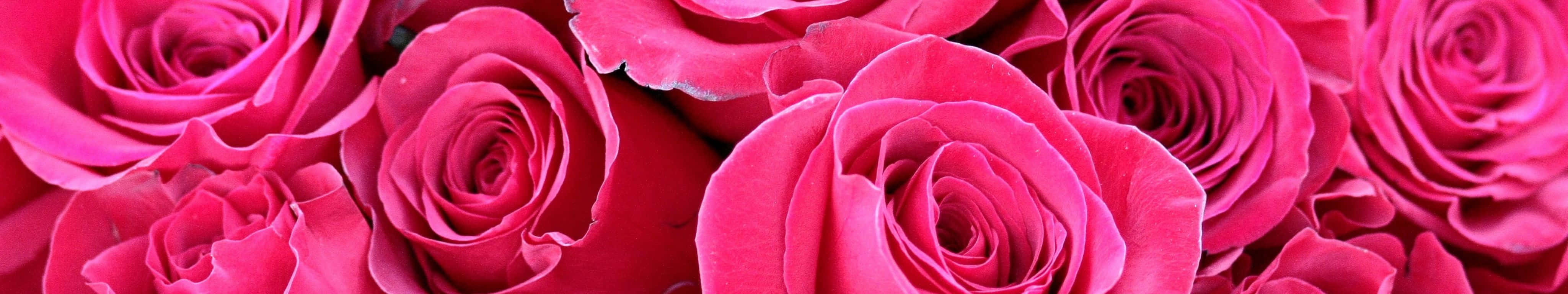 4098x768, vivid pink roses, velvety petals, 4K Desktop Wallpaper