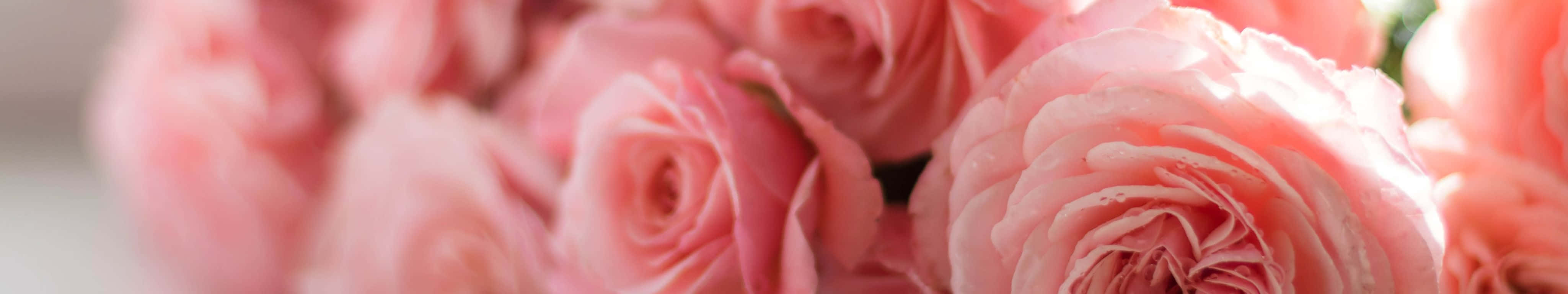 4098x768, snowy winter landscape, soft pink roses, 4K Desktop Wallpaper