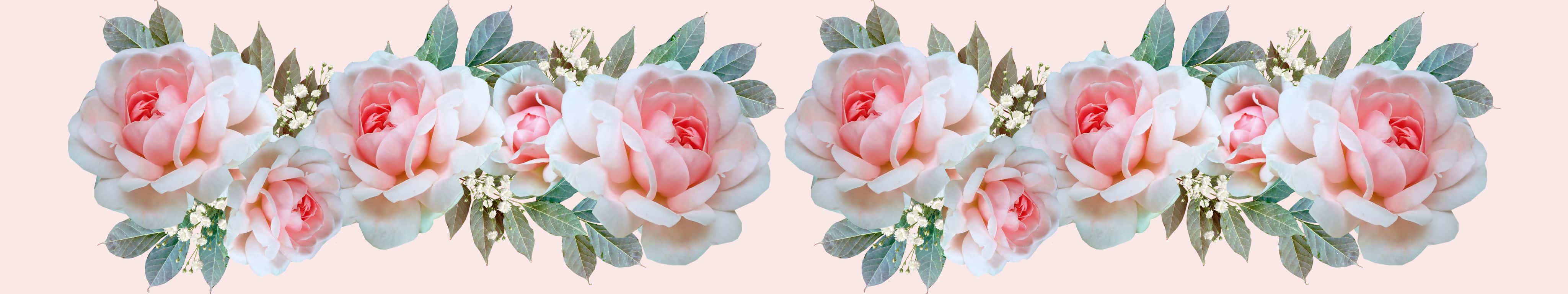 4098x768, pale pink background, soft pink roses, 4K Desktop Wallpaper