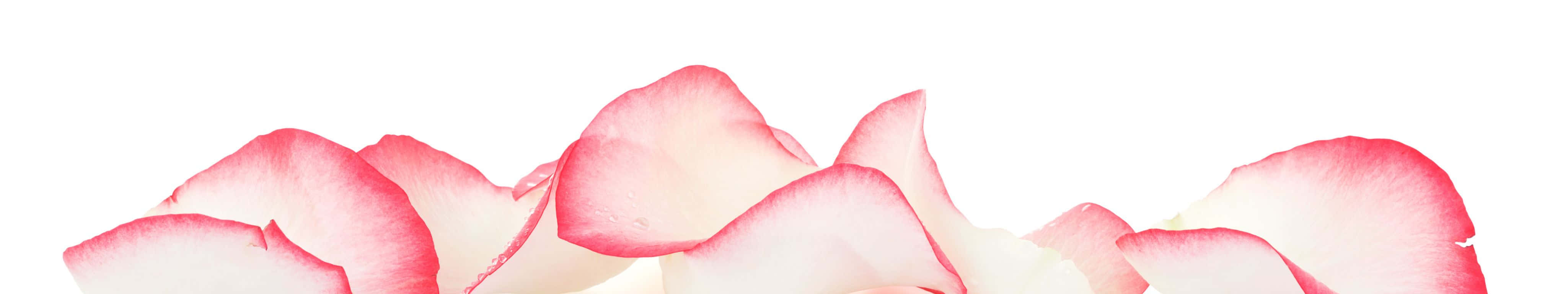 4098x768, soft pink, white rose petals, 4K Desktop Wallpaper