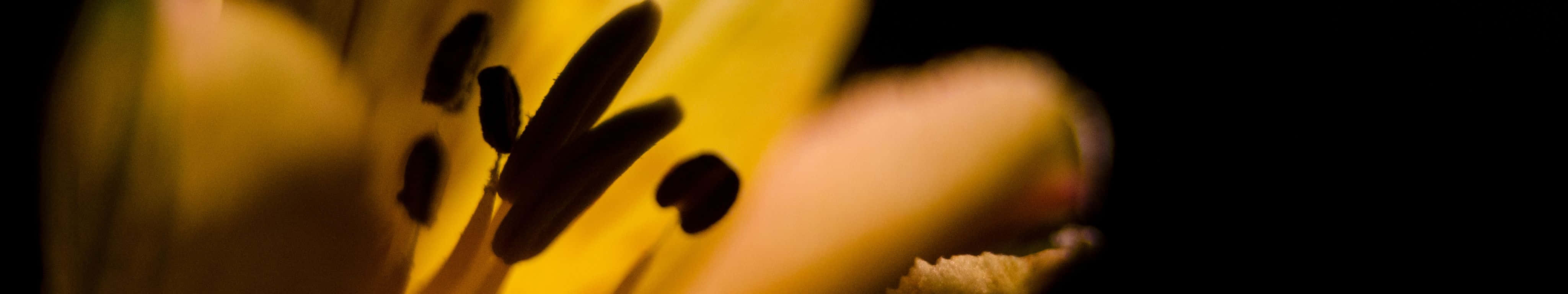 yellow lily, stamen, deep black background, 4K Desktop Wallpaper