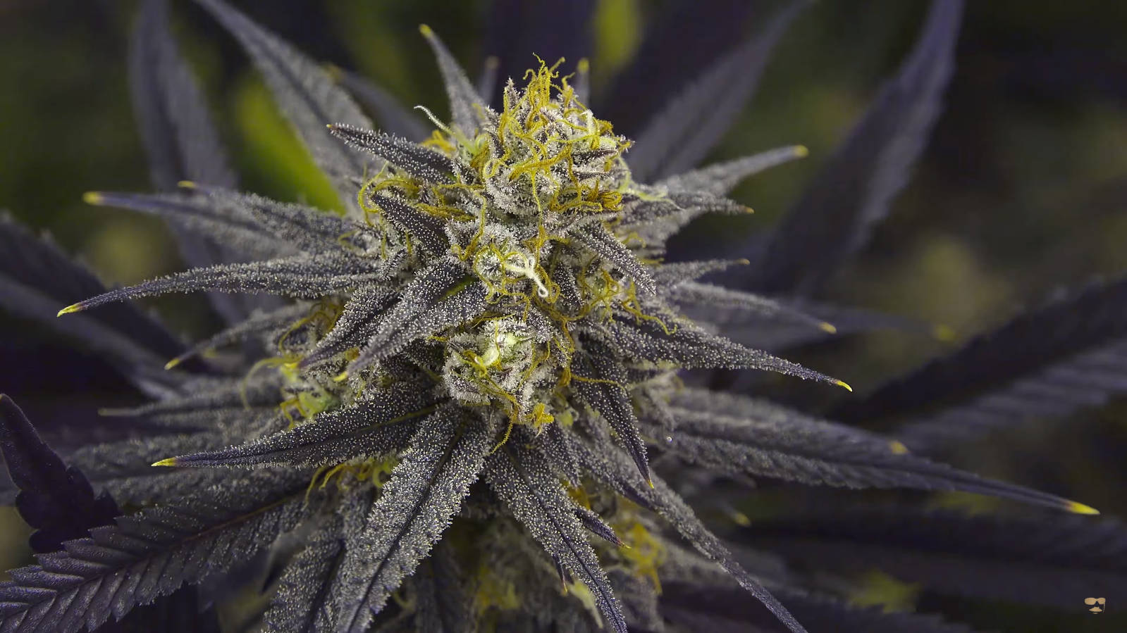 420, cannabis bud, dark purple, HD Desktop Wallpaper