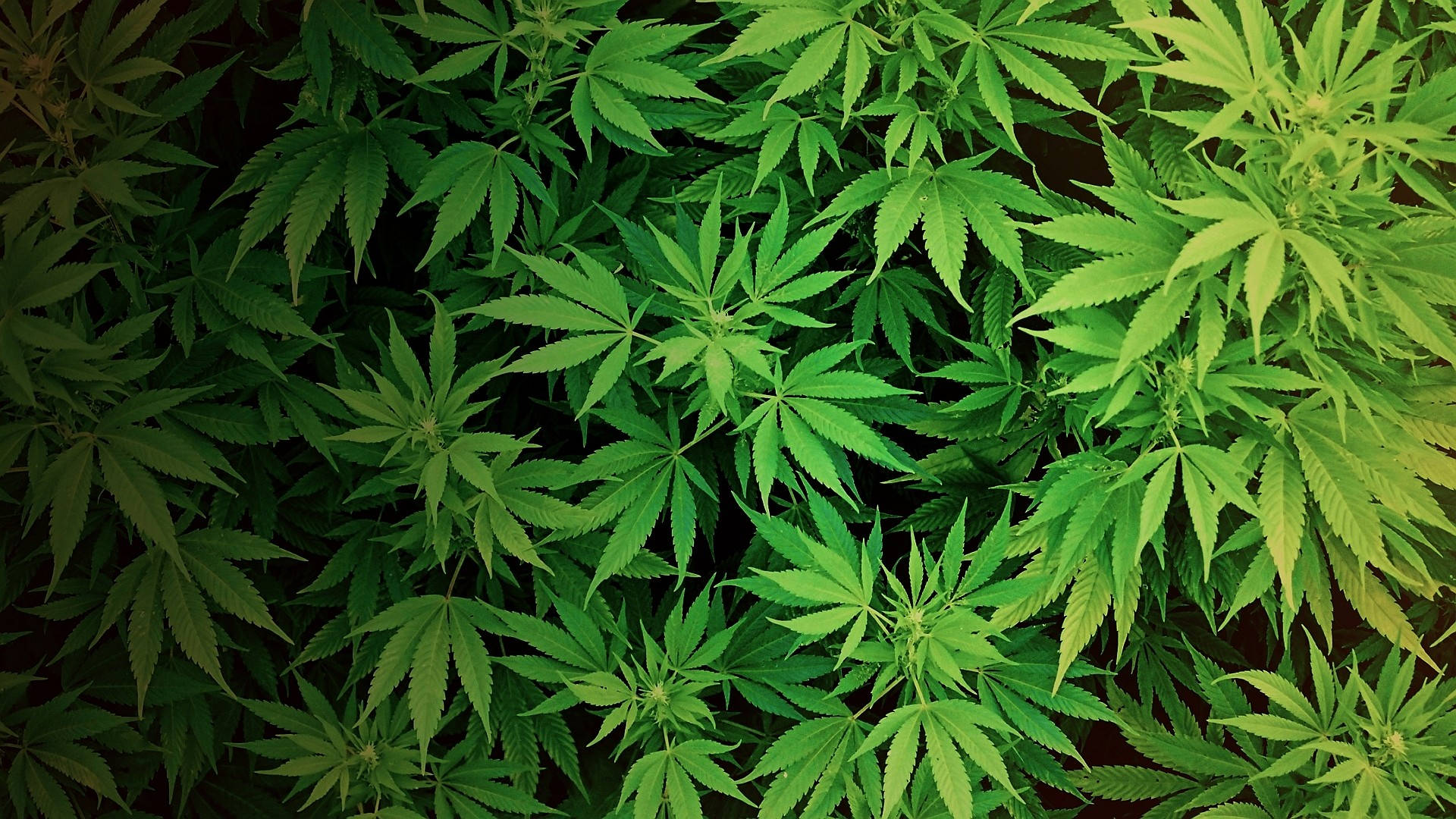 420, weed ferns, vibrant green cannabis leaves, Full HD Desktop Wallpaper