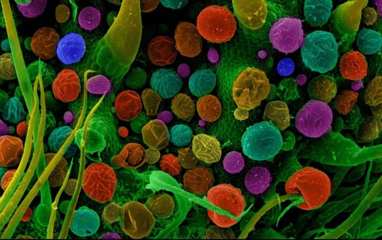 420 lifestyle, colorful spherical cells, green filaments, SD Desktop Wallpaper