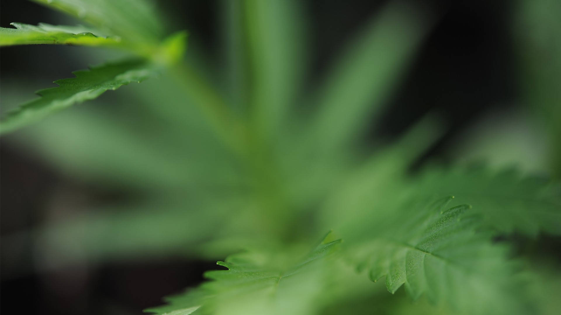 420, weed, cannabis leaves, Full HD Desktop Wallpaper