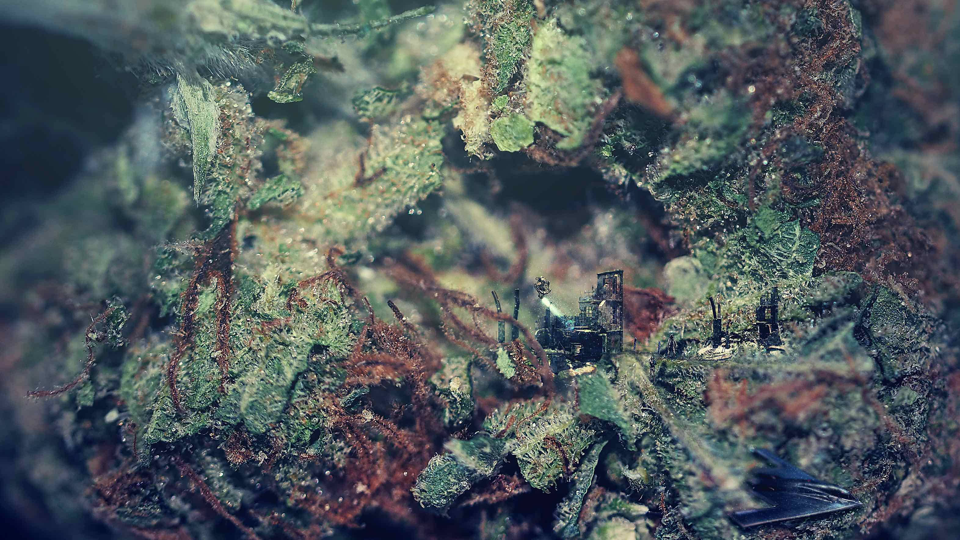 420, weed plant, building illusion, 2K Desktop Wallpaper