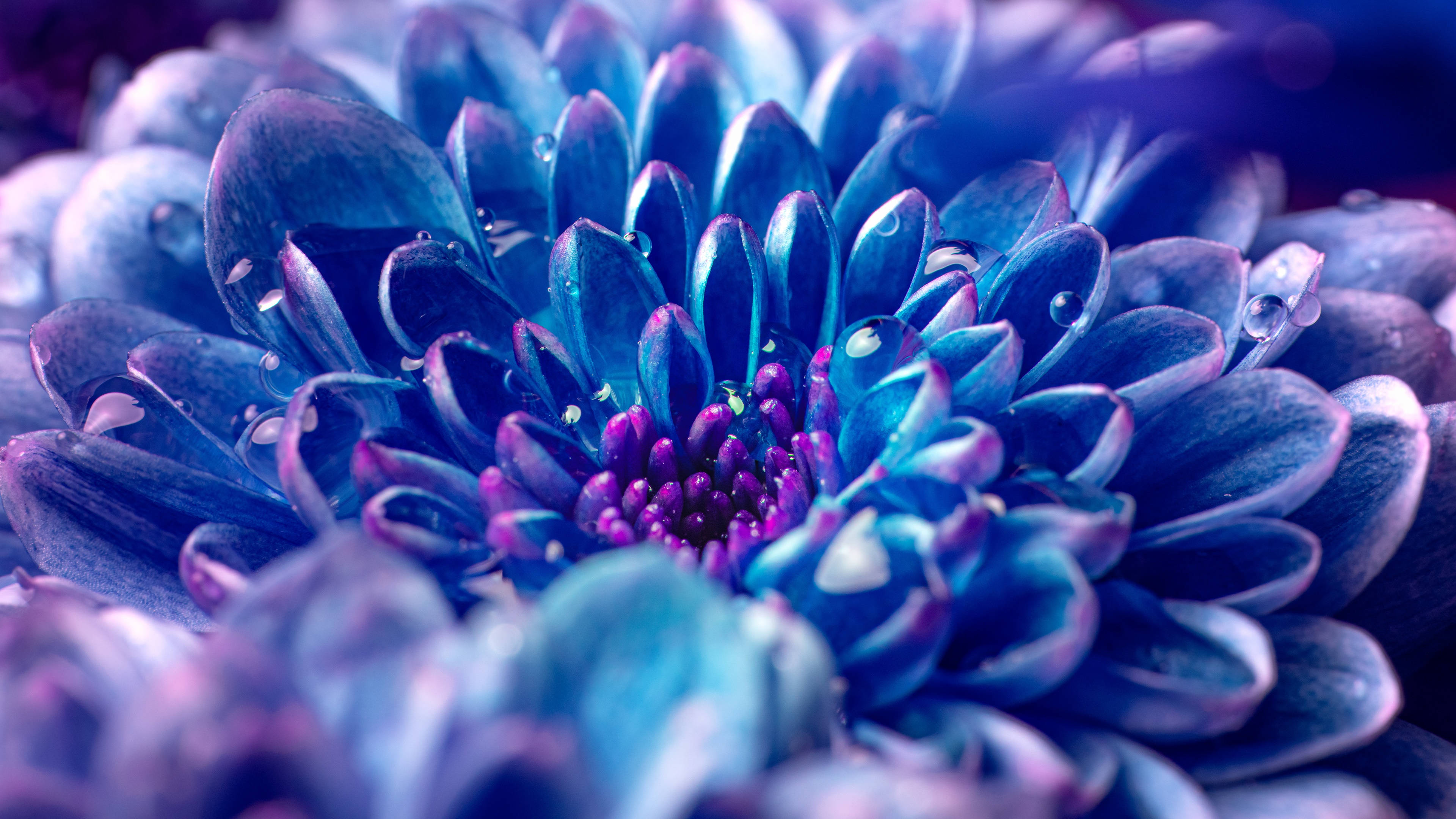 bluish purple flower, vivid blue, purple flower, 4K Desktop Wallpaper