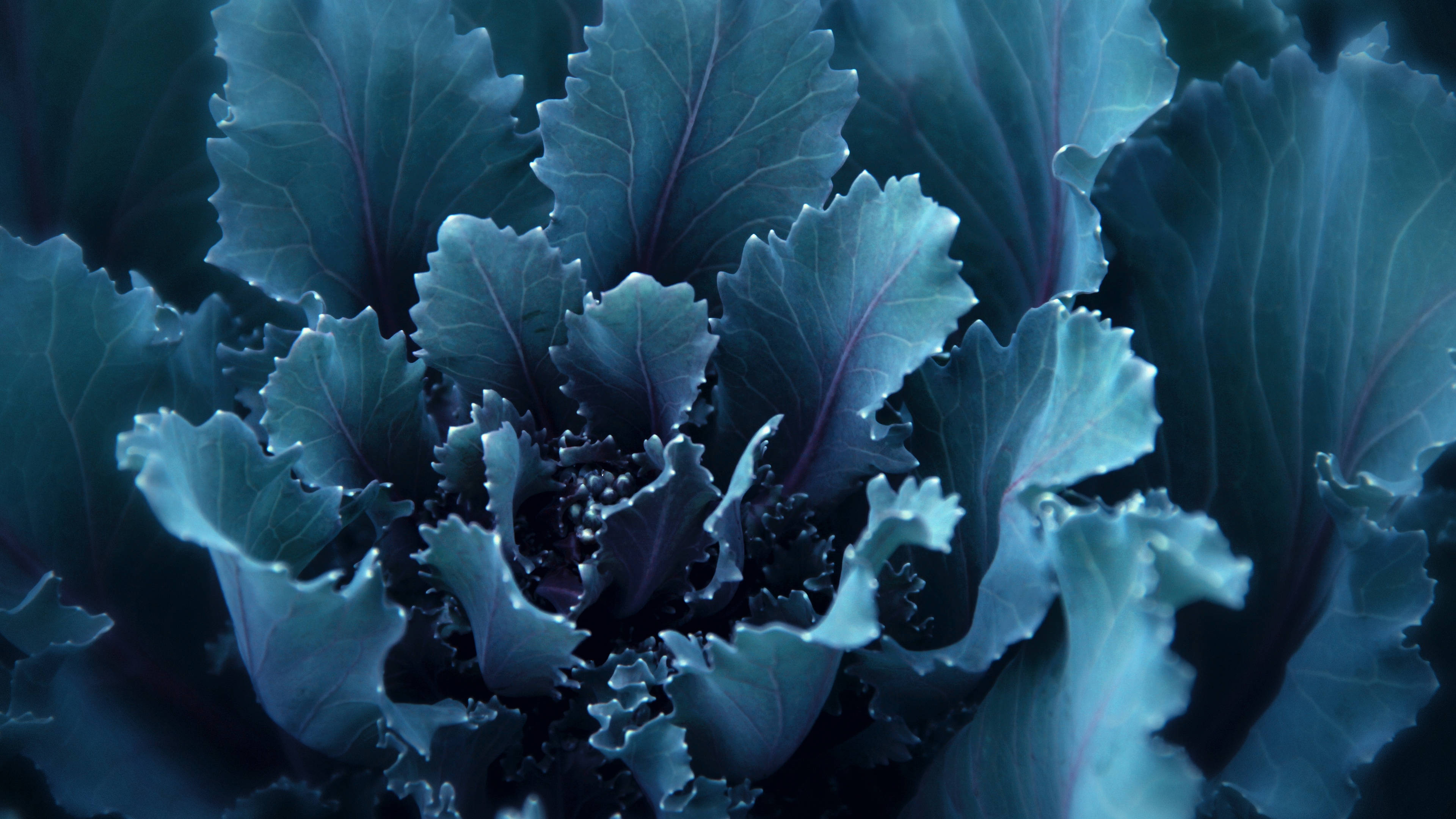 4d ultra hd, deep blue-green kale leaves, purple veins, 4K Desktop Wallpaper