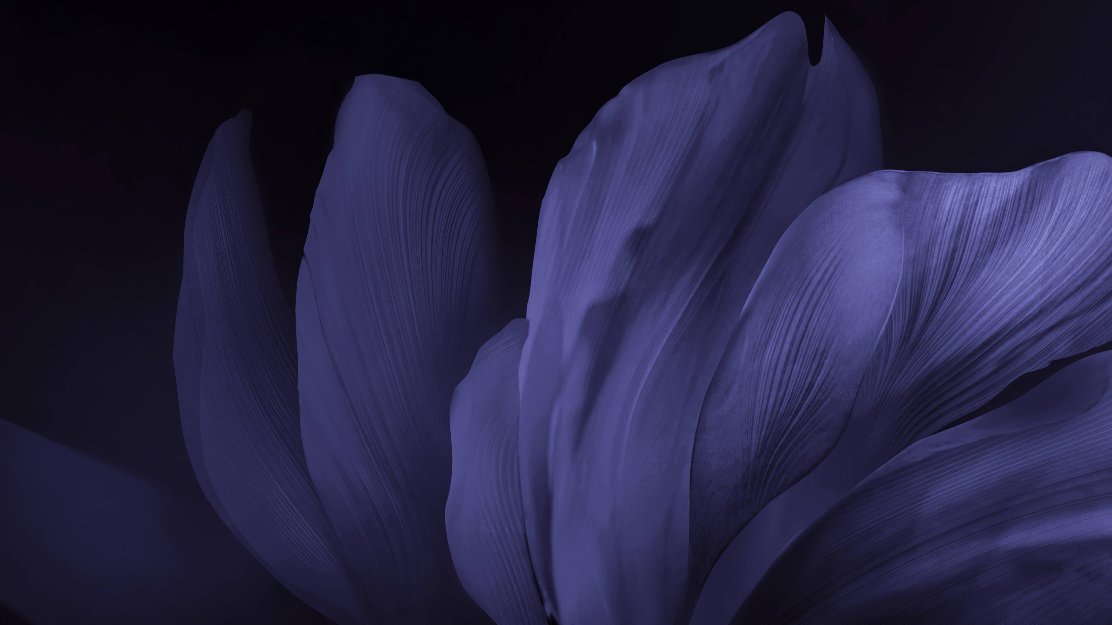 4D Ultra HD, dusty purple petals, deep purple flower petal, 4K Desktop Wallpaper