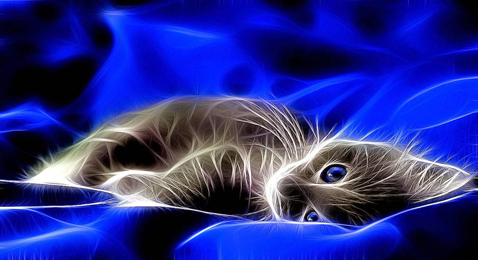 4d, grey cat, glowing blue eyes, HD Desktop Wallpaper