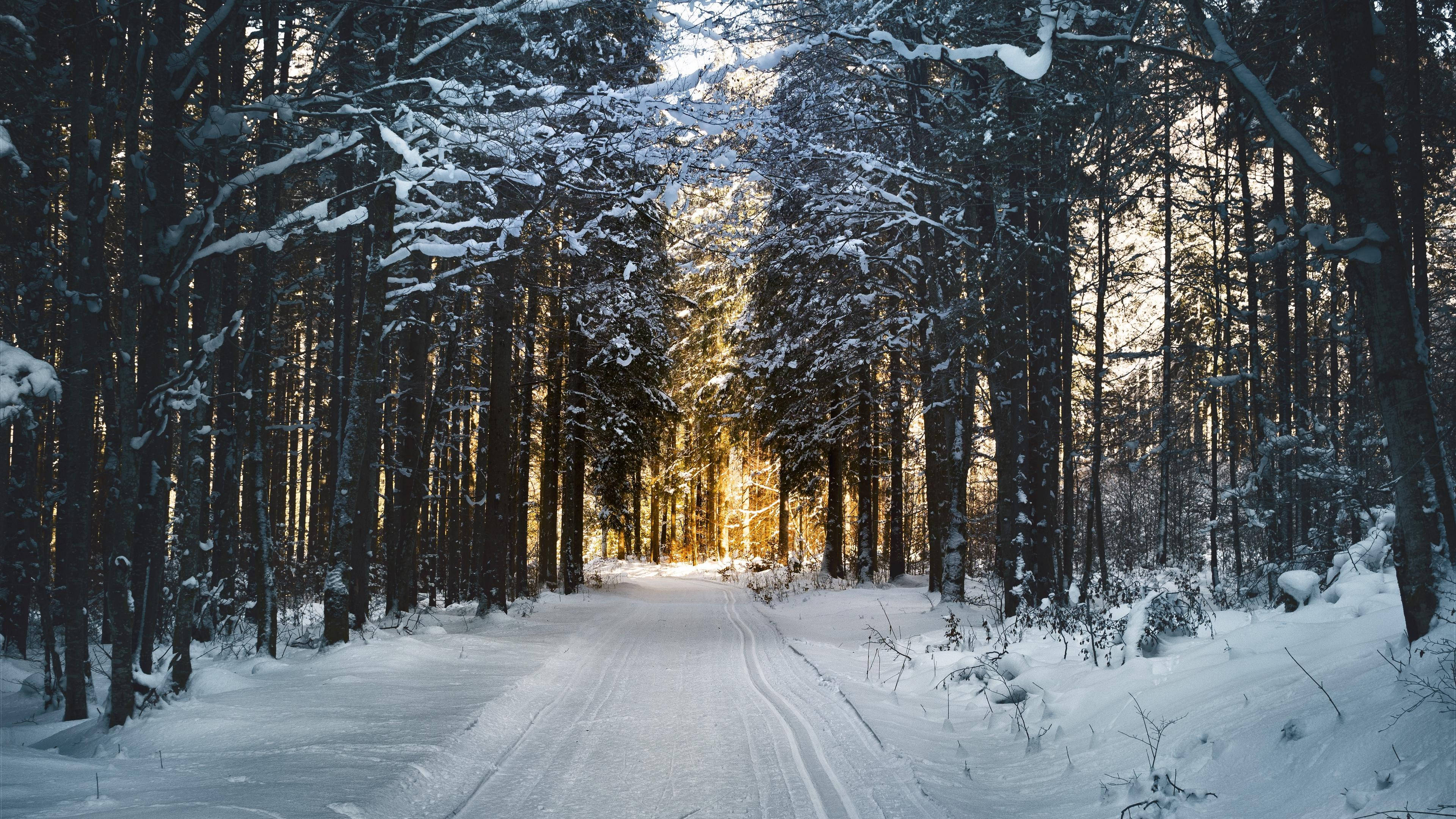 4K 16 9 Winter, snowy path, snow-covered forest path, 4K Desktop Wallpaper