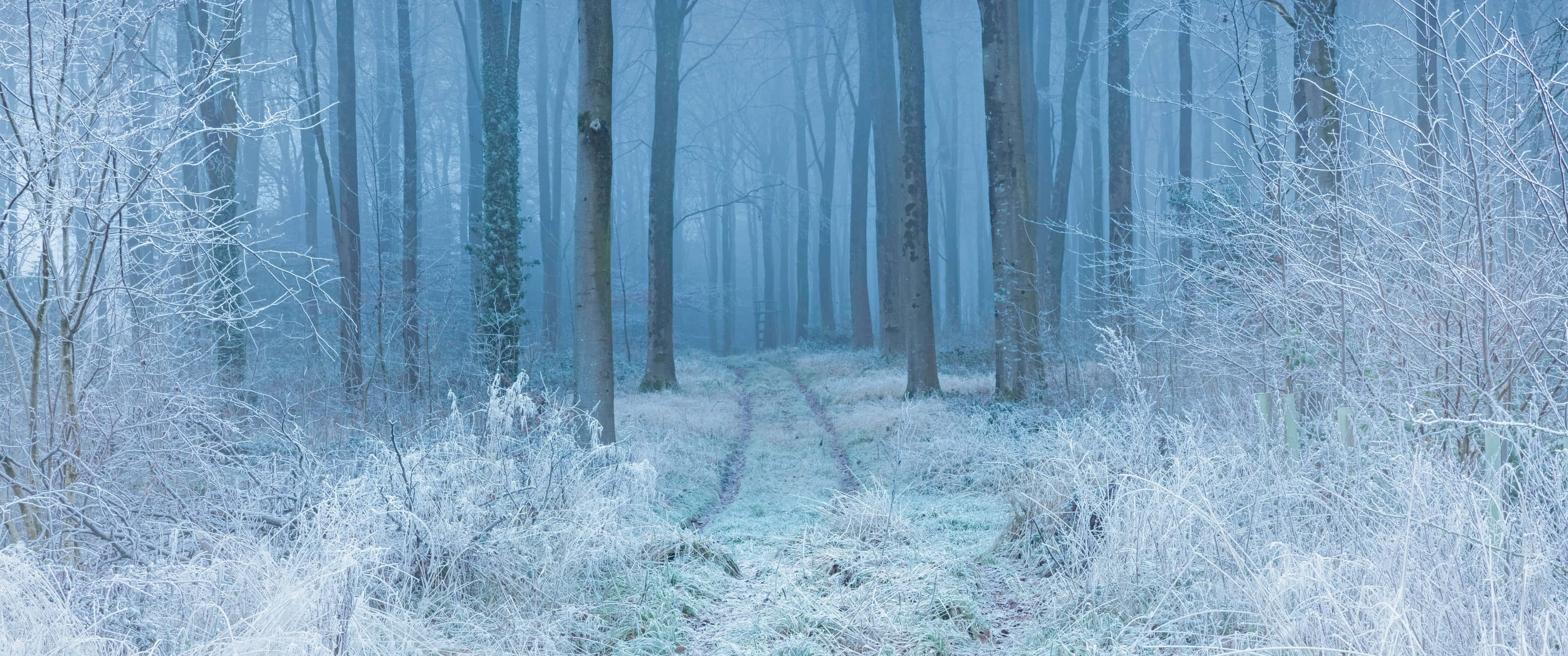 3440x1440, winter trails, frost-covered forest path, 2K Desktop Wallpaper