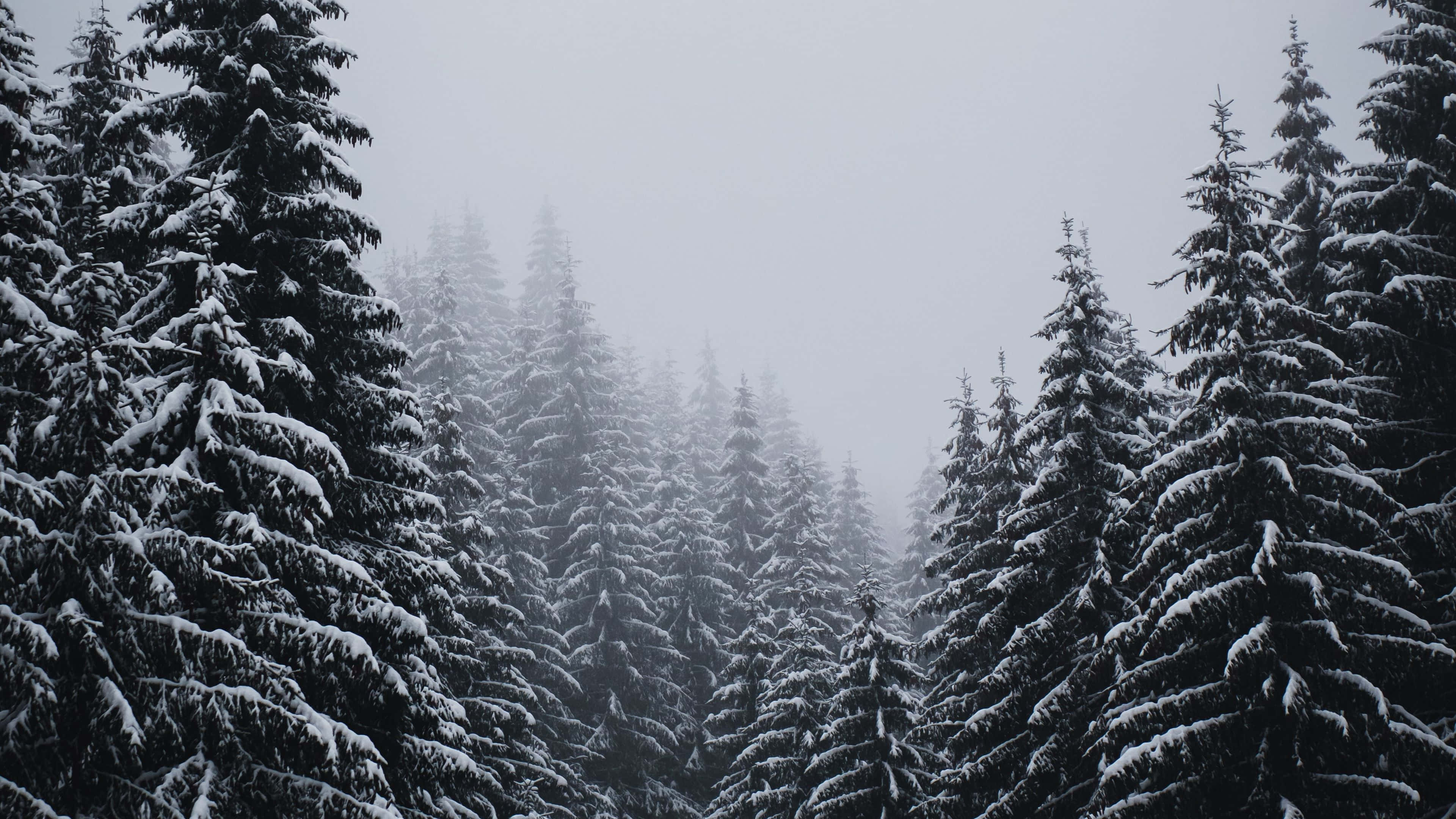 snowy pine forest, dense evergreen trees, misty forest, 4K Desktop Wallpaper