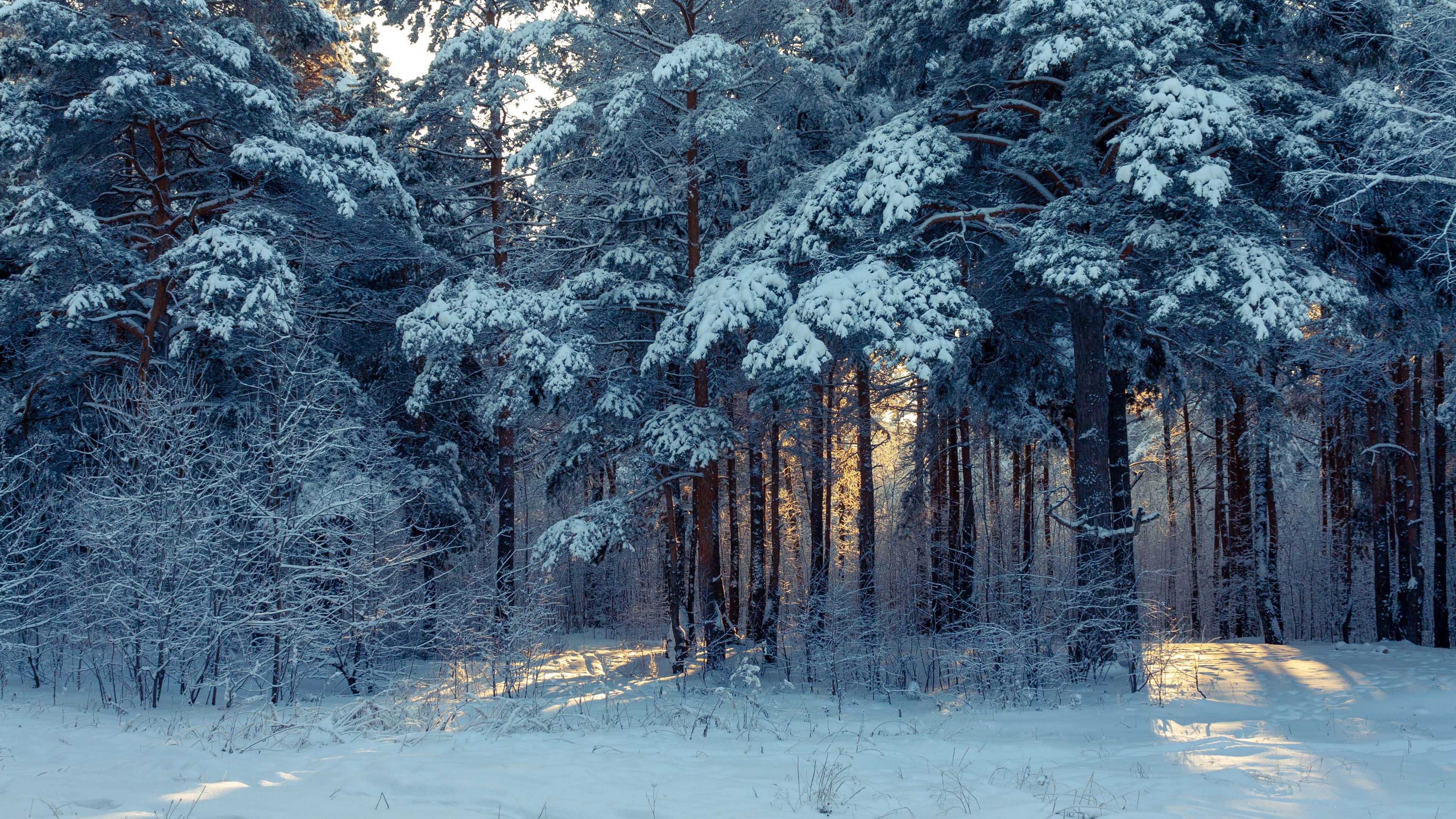 Winter forest, sunrise glow, golden beams, 4K Desktop Wallpaper