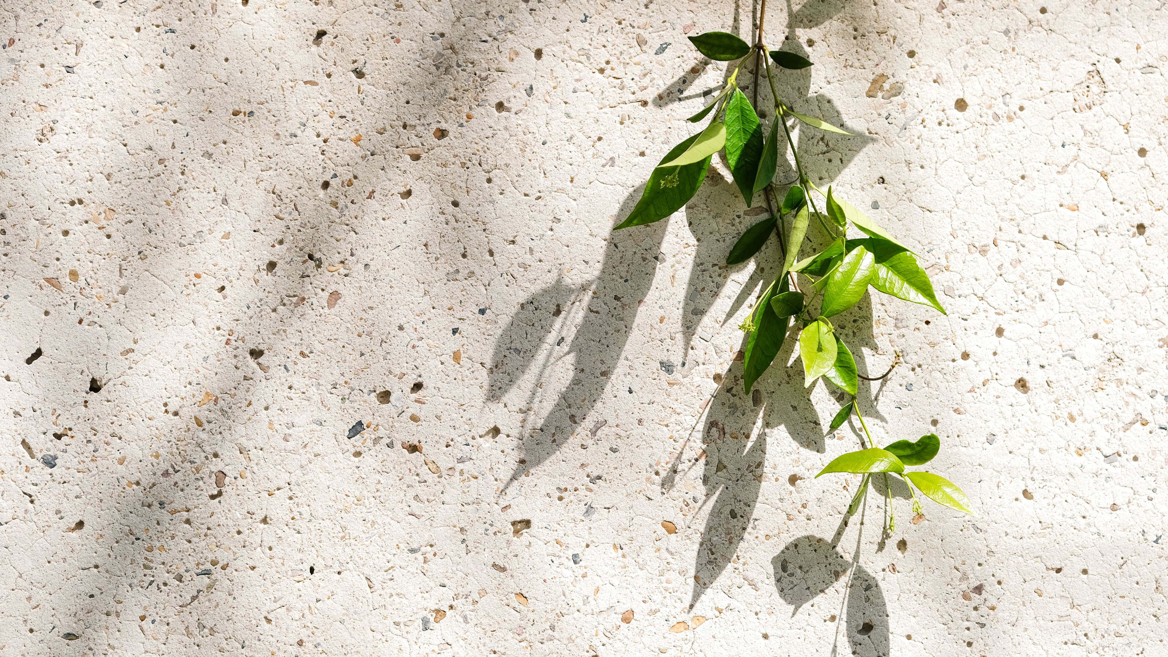 green leafy branch, dappled shadows, light gray concrete wall, 4K Desktop Wallpaper
