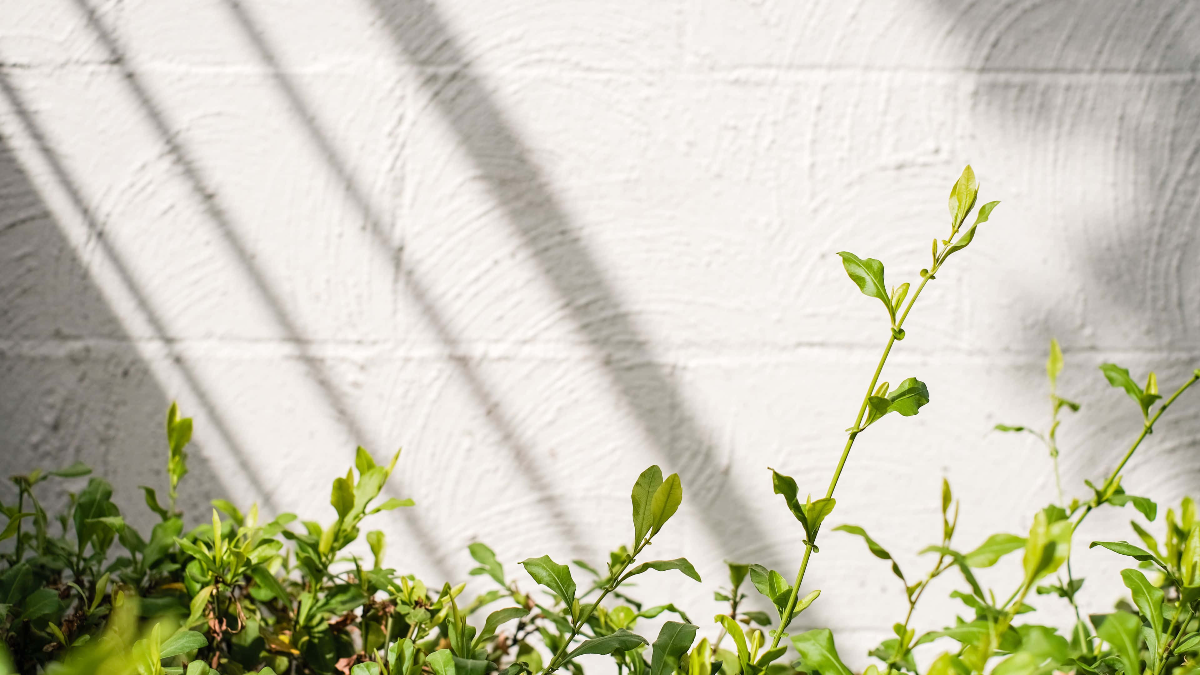 green sprout, white brick wall, diagonal sun shadows, 4K Desktop Wallpaper