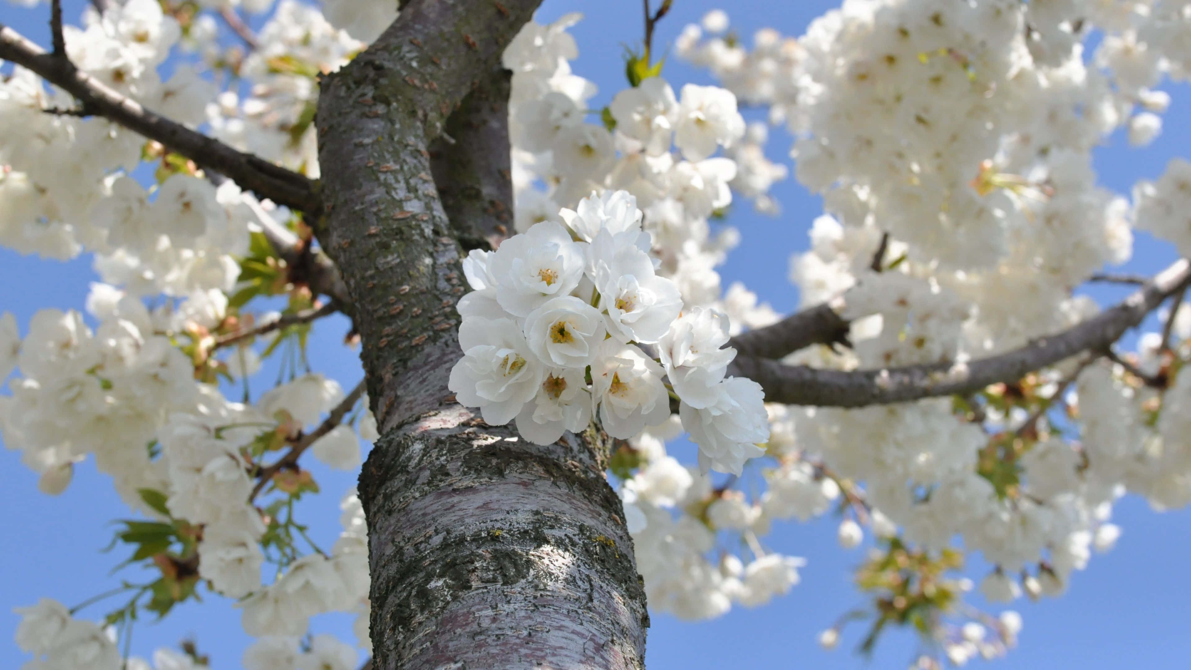 cherry tree trunk, dense white blossoms, clear blue sky, 4K Desktop Wallpaper