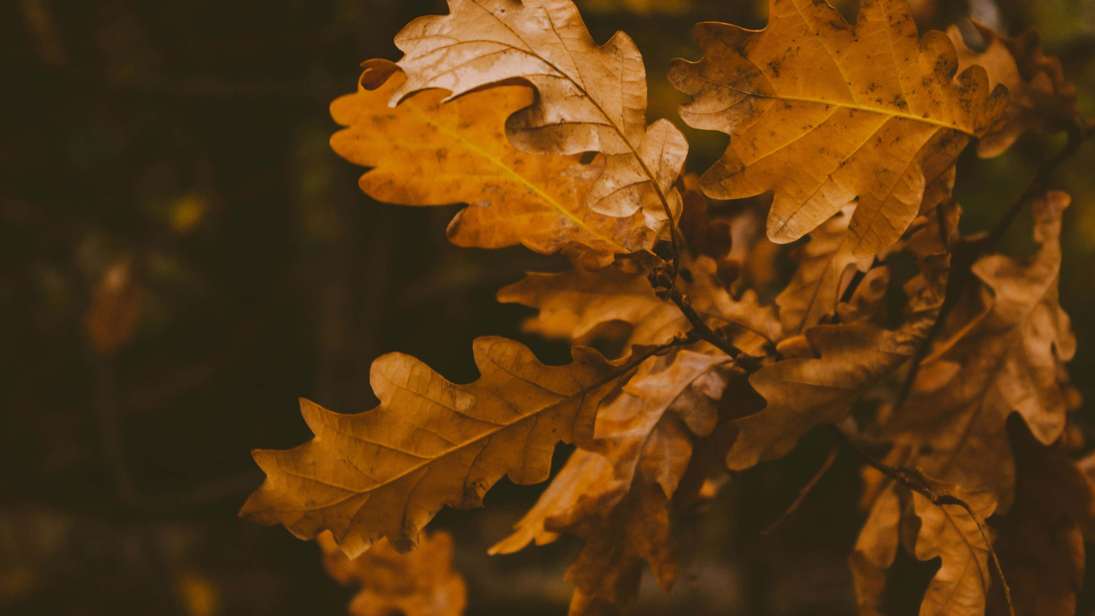autumn oak leaves, golden oak leaves, crisp edges, 4K Desktop Wallpaper
