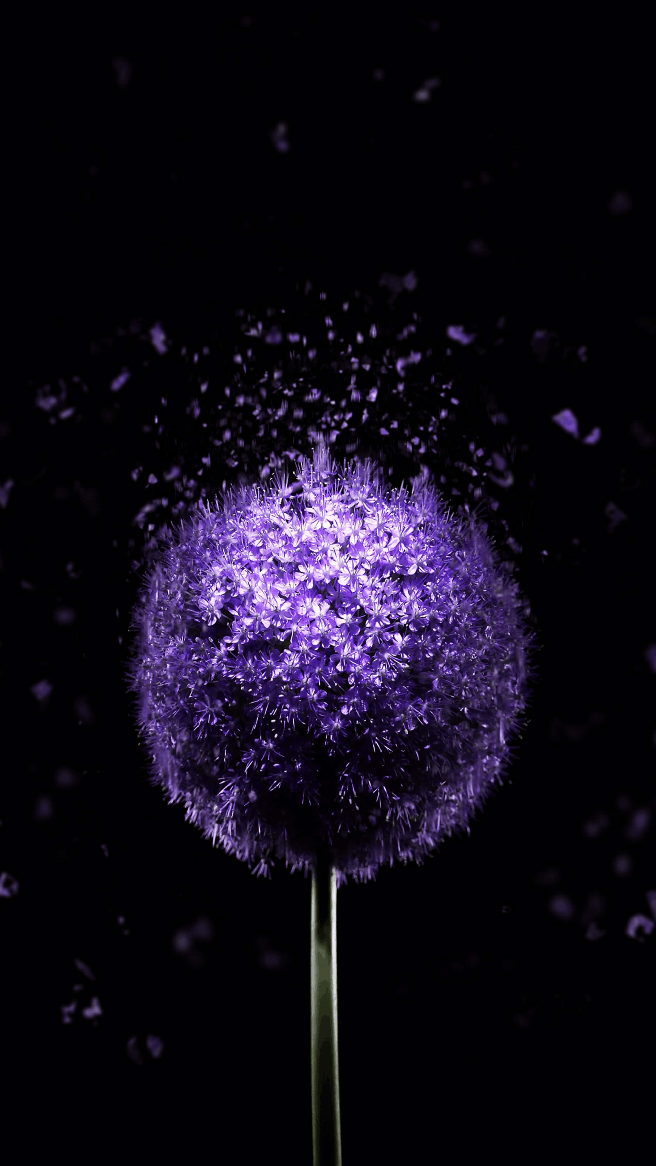 4K Amoled Phone, vibrant purple allium flower, delicate petals, 4K Phone Wallpaper