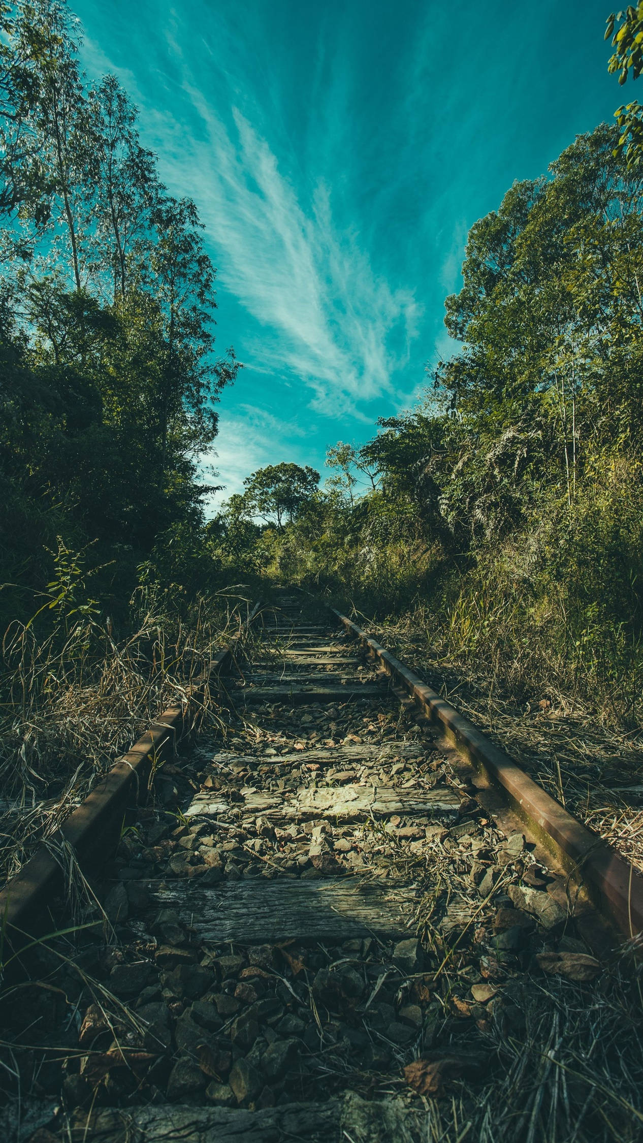4K Android, old train rail, dense green forest, Full HD Phone Wallpaper