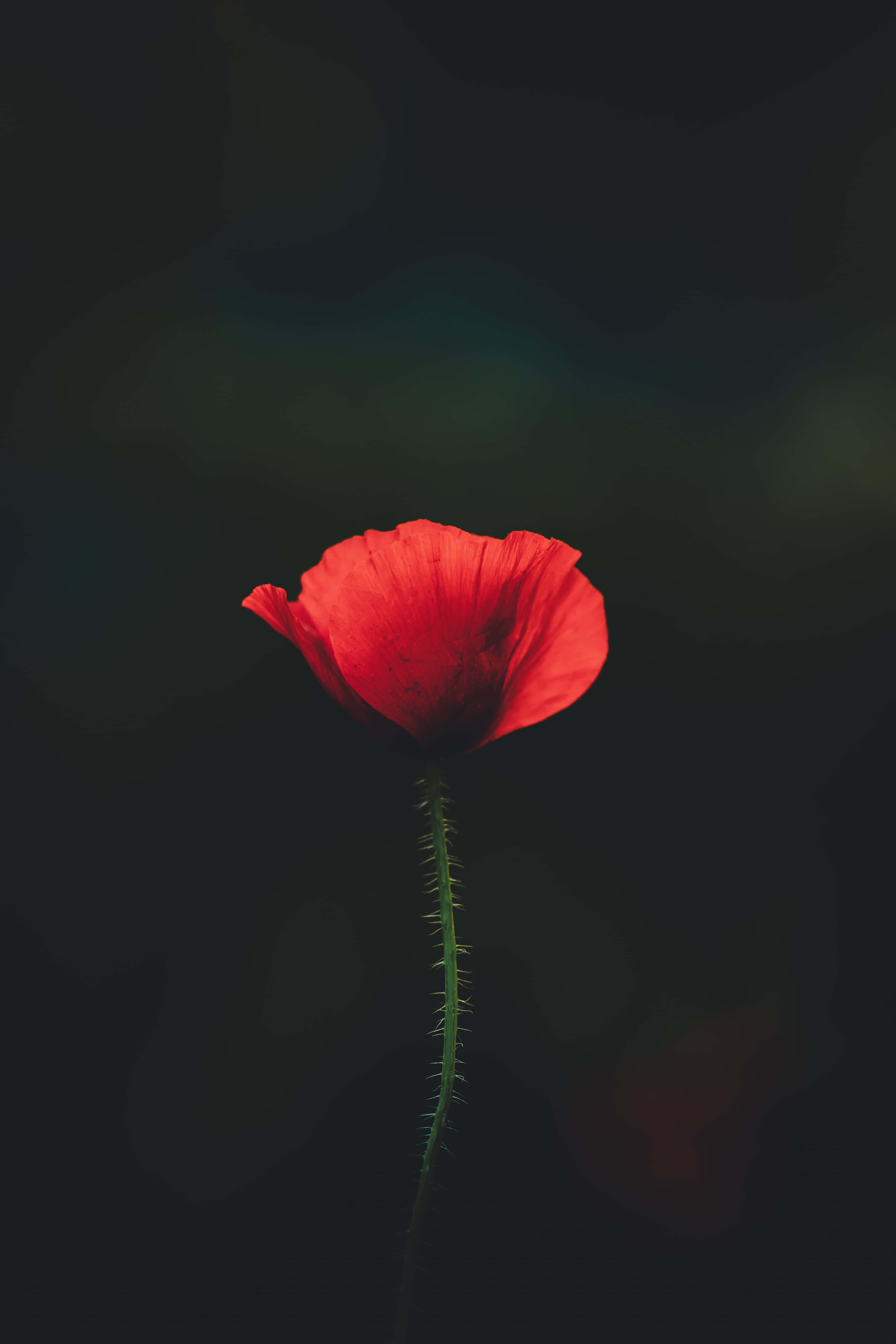 4K Ultra HD Android, red poppy, dark blurred background, 5K Phone Wallpaper
