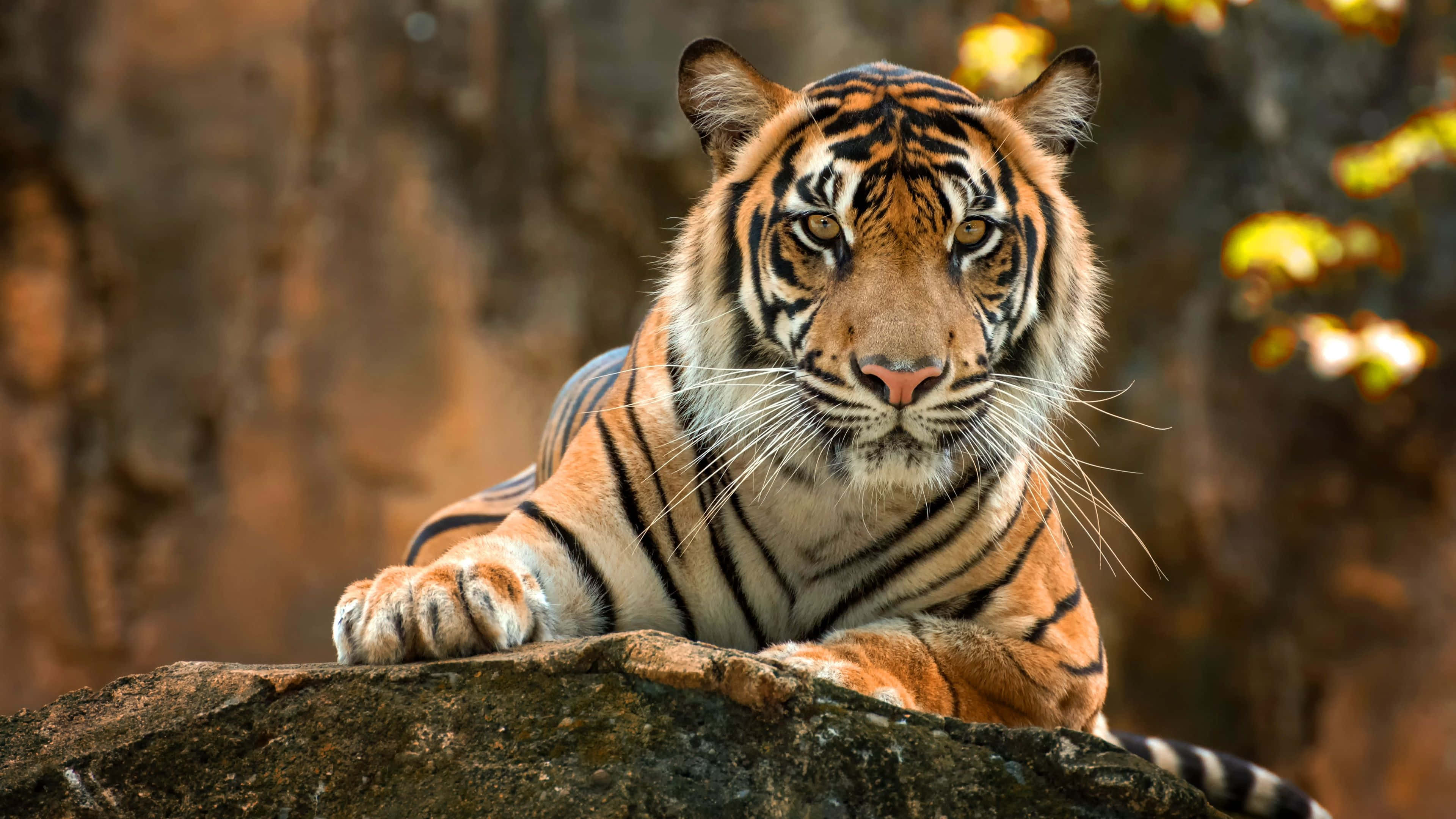 majestic tiger, rocky outcrop, golden eyes, 4K Desktop Wallpaper